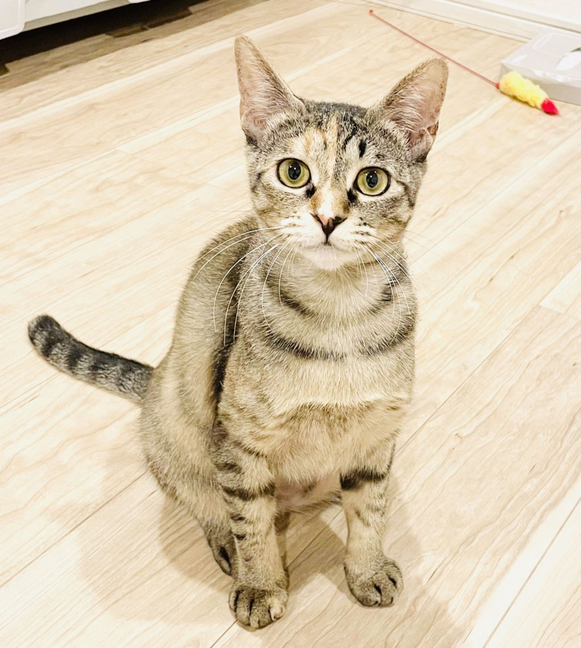 雑種（ミックス猫）・メスの里親募集の写真