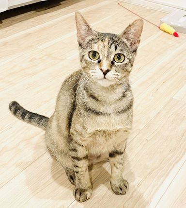 大(ダイ)の写真