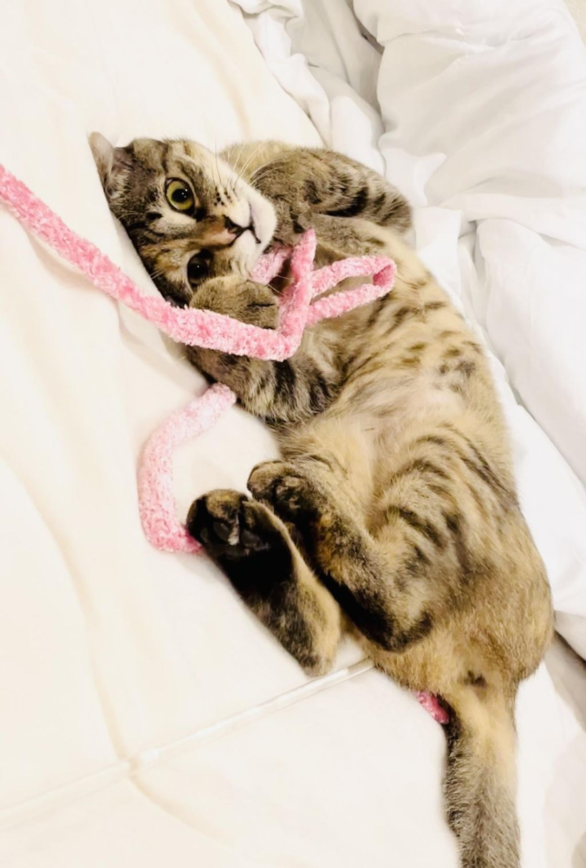pet-image-2