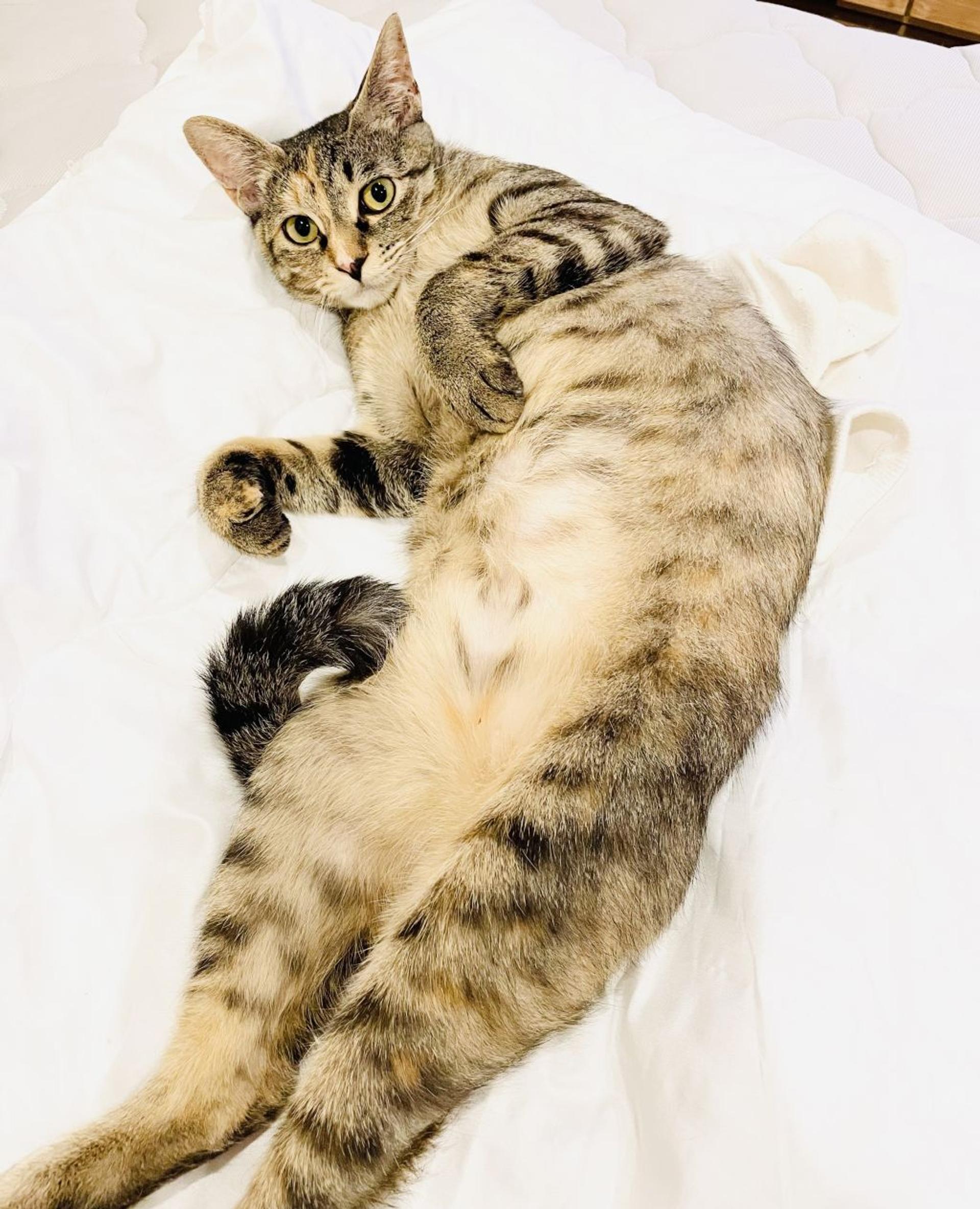 pet-image-5