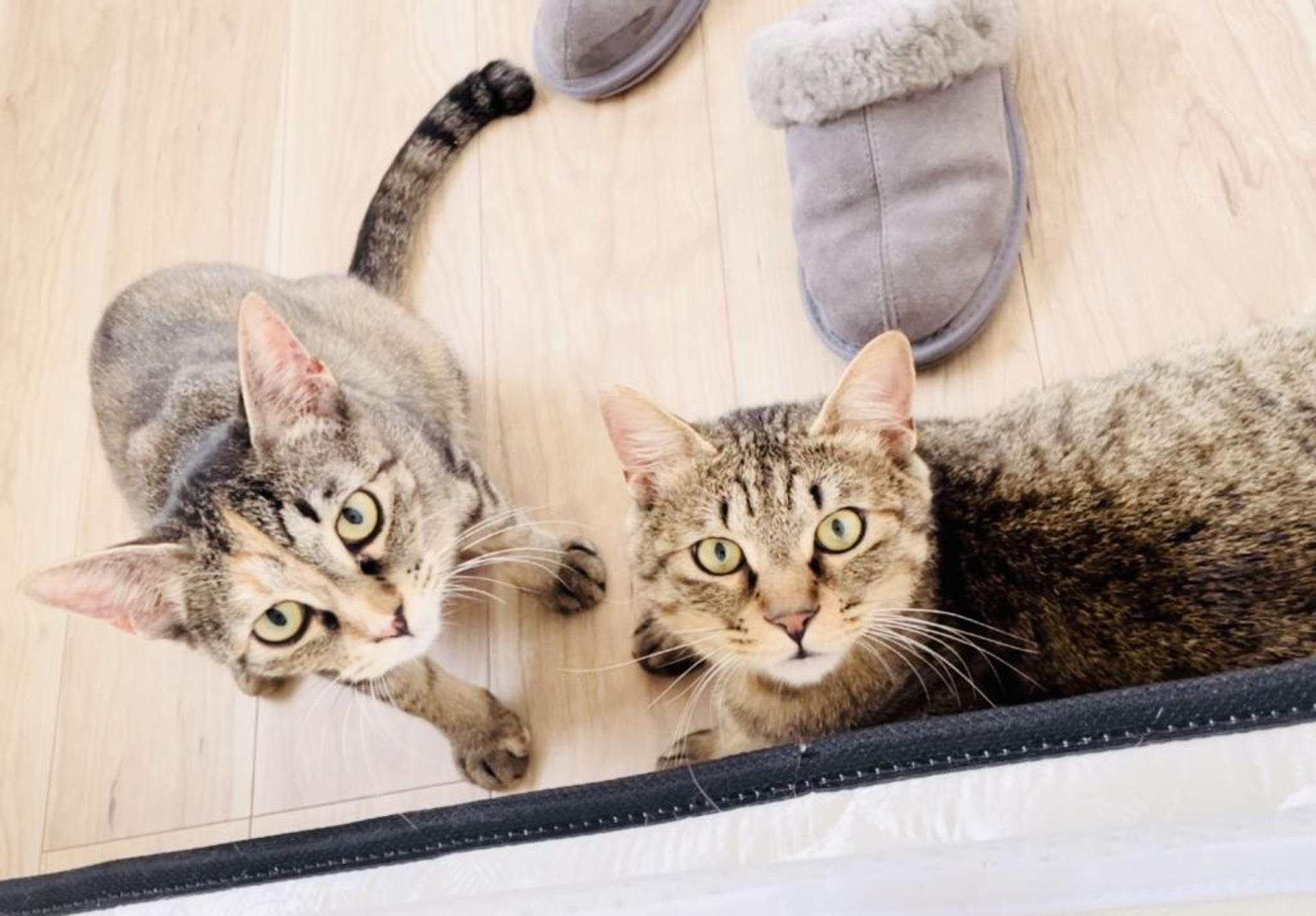 pet-image-7