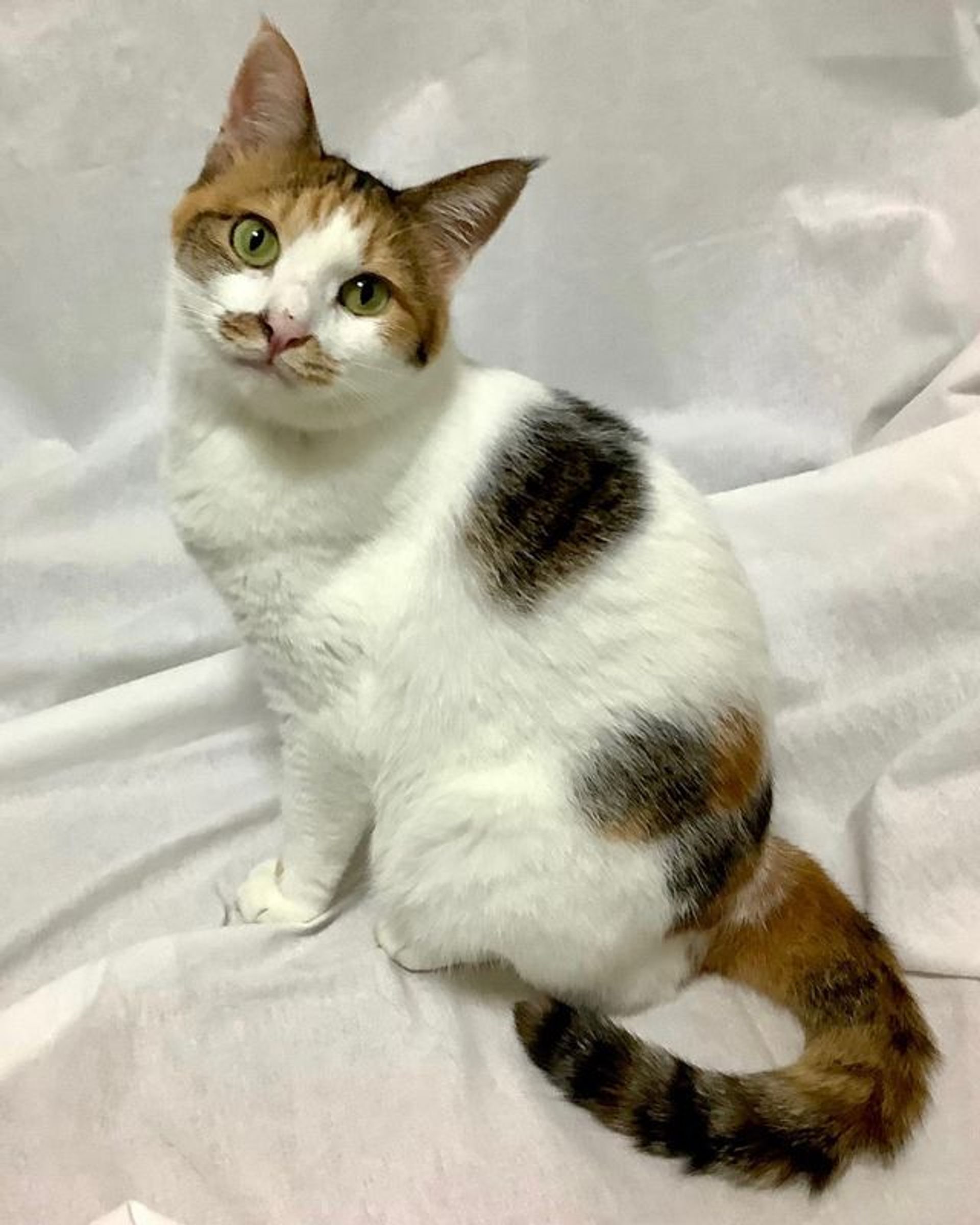 雑種（ミックス猫）・メスの里親募集の写真