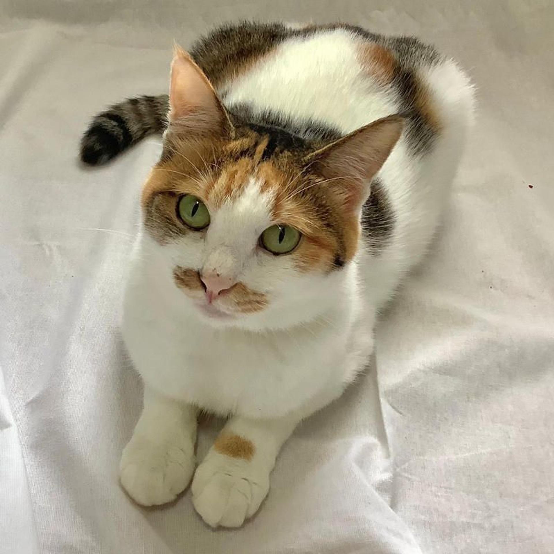 pet-image-4