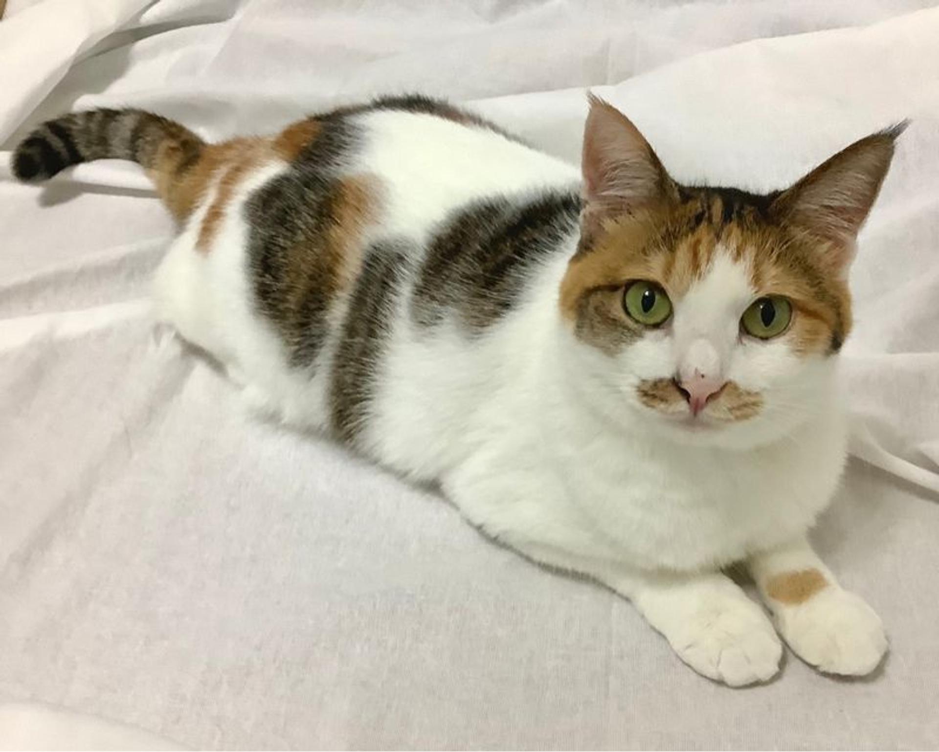 pet-image-5