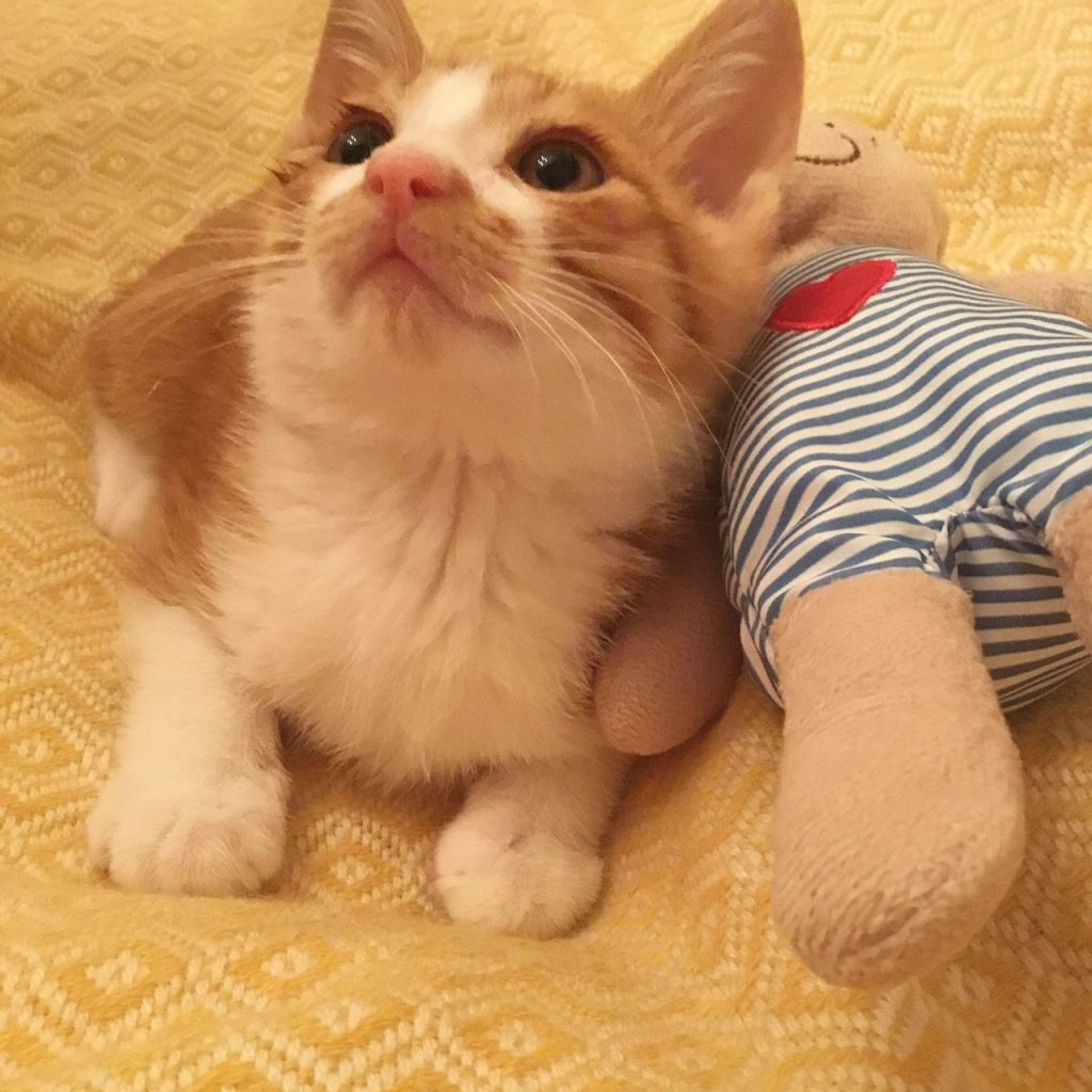 雑種（ミックス猫）・オスの里親募集の写真