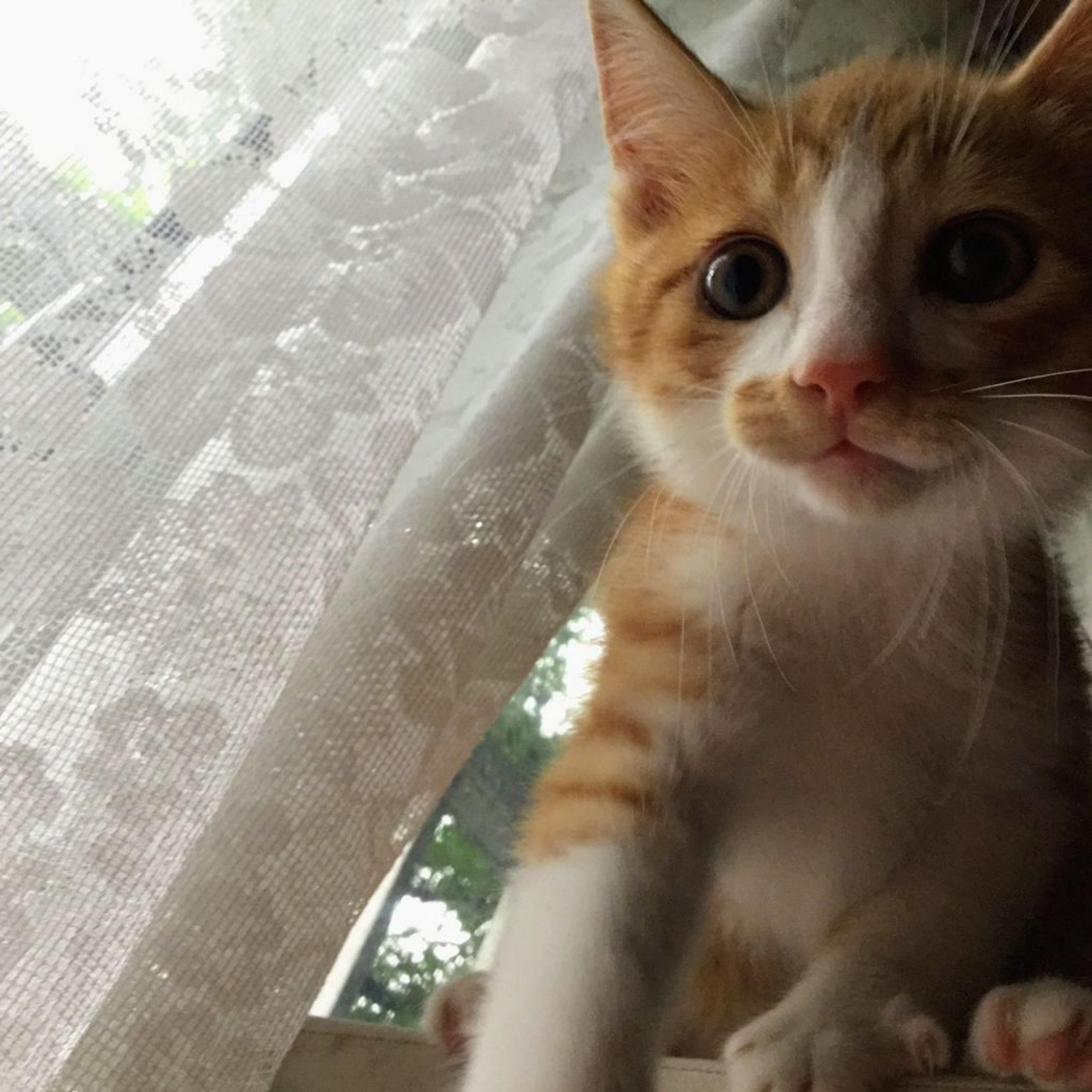 pet-image-3