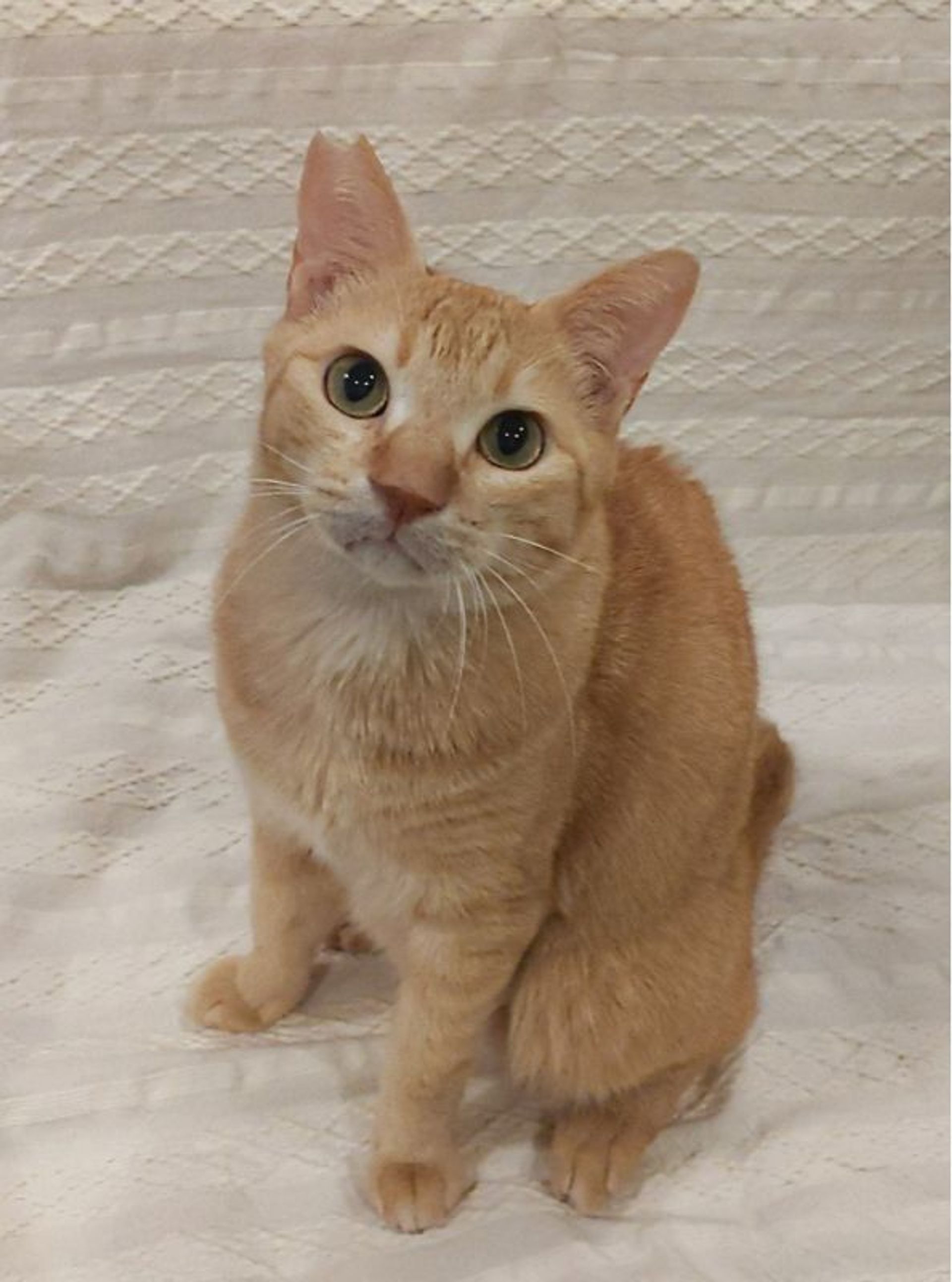 雑種（ミックス猫）・オスの里親募集の写真