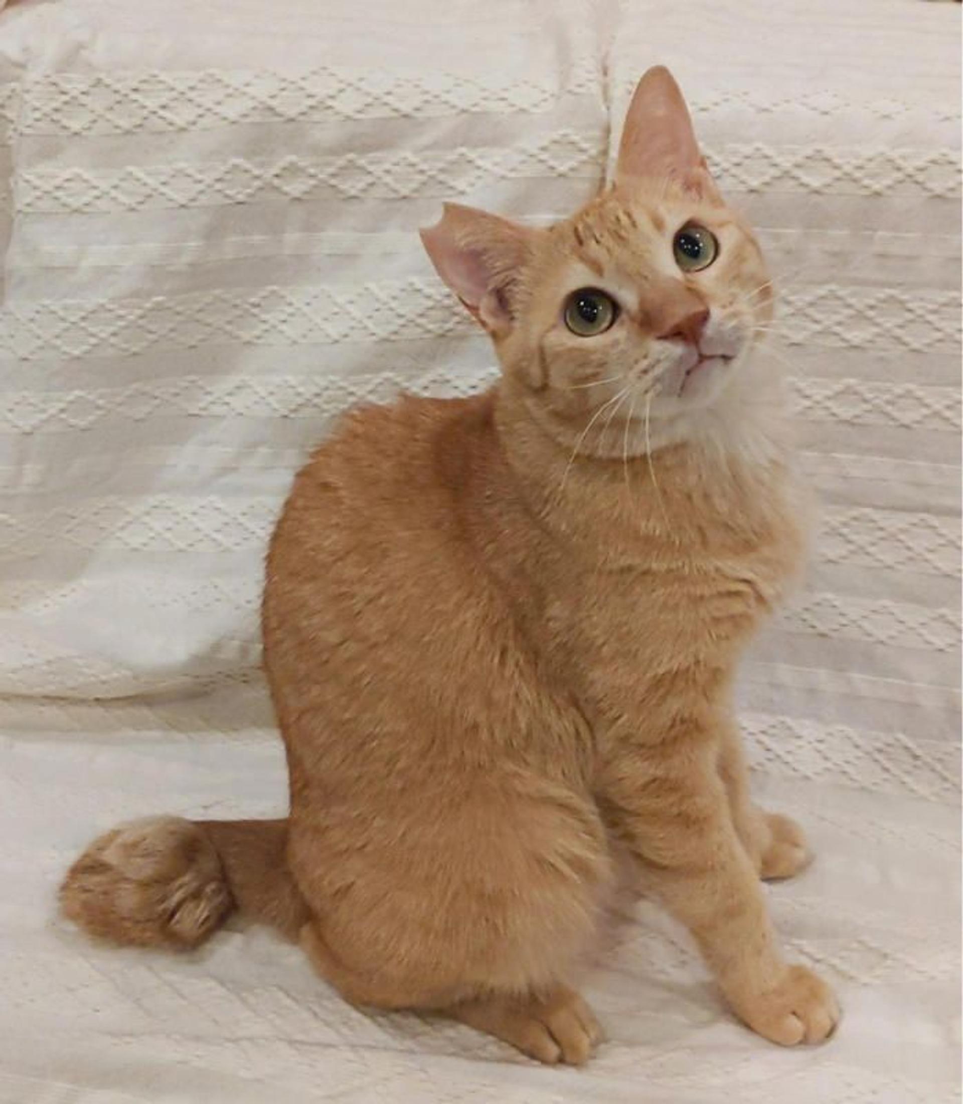 pet-image-2