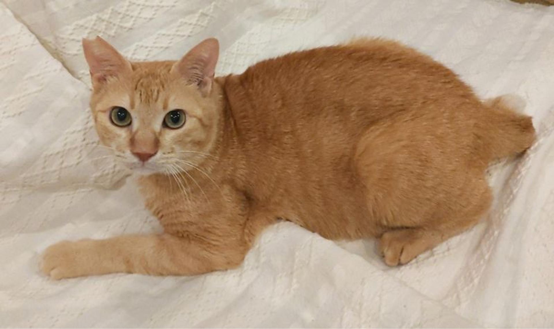 pet-image-4