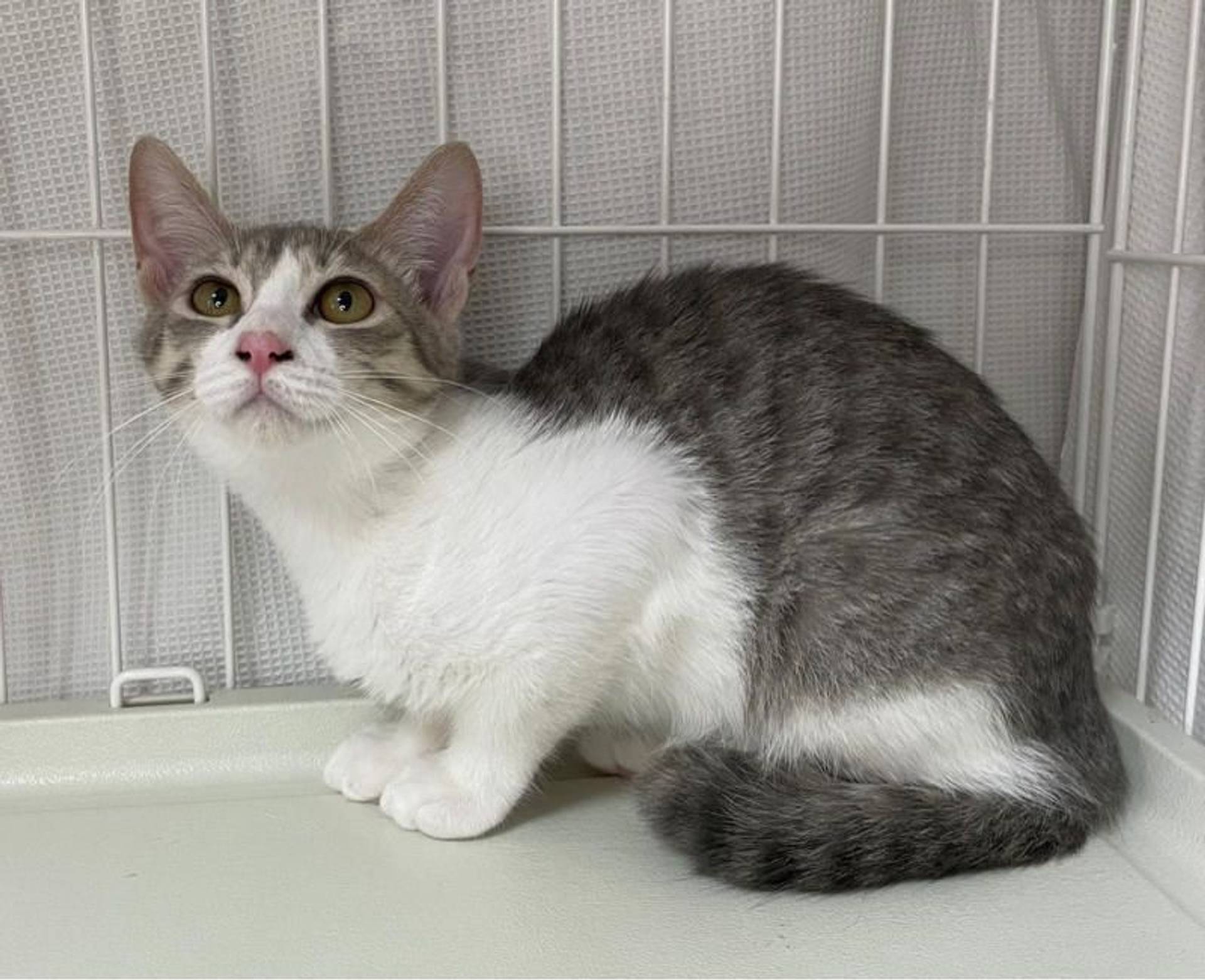 雑種（ミックス猫）・メスの里親募集の写真