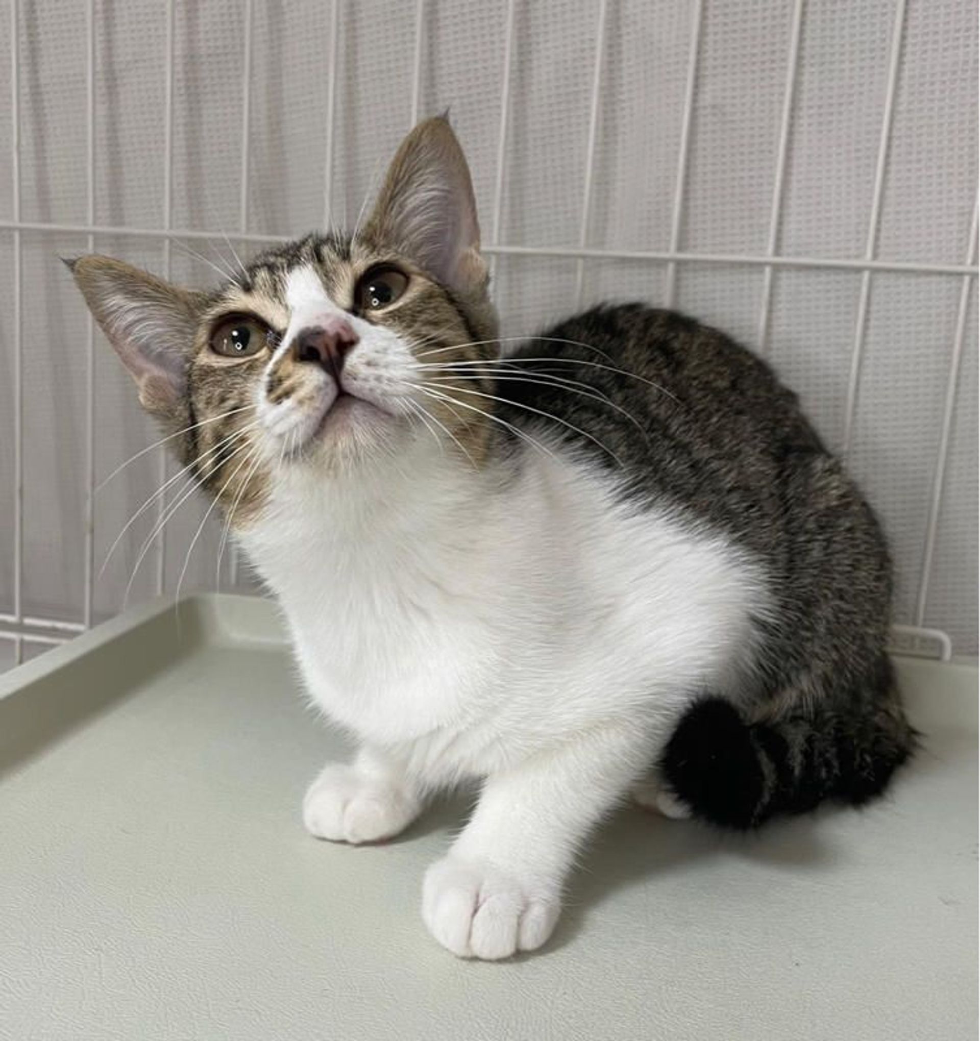 雑種（ミックス猫）・メスの里親募集の写真