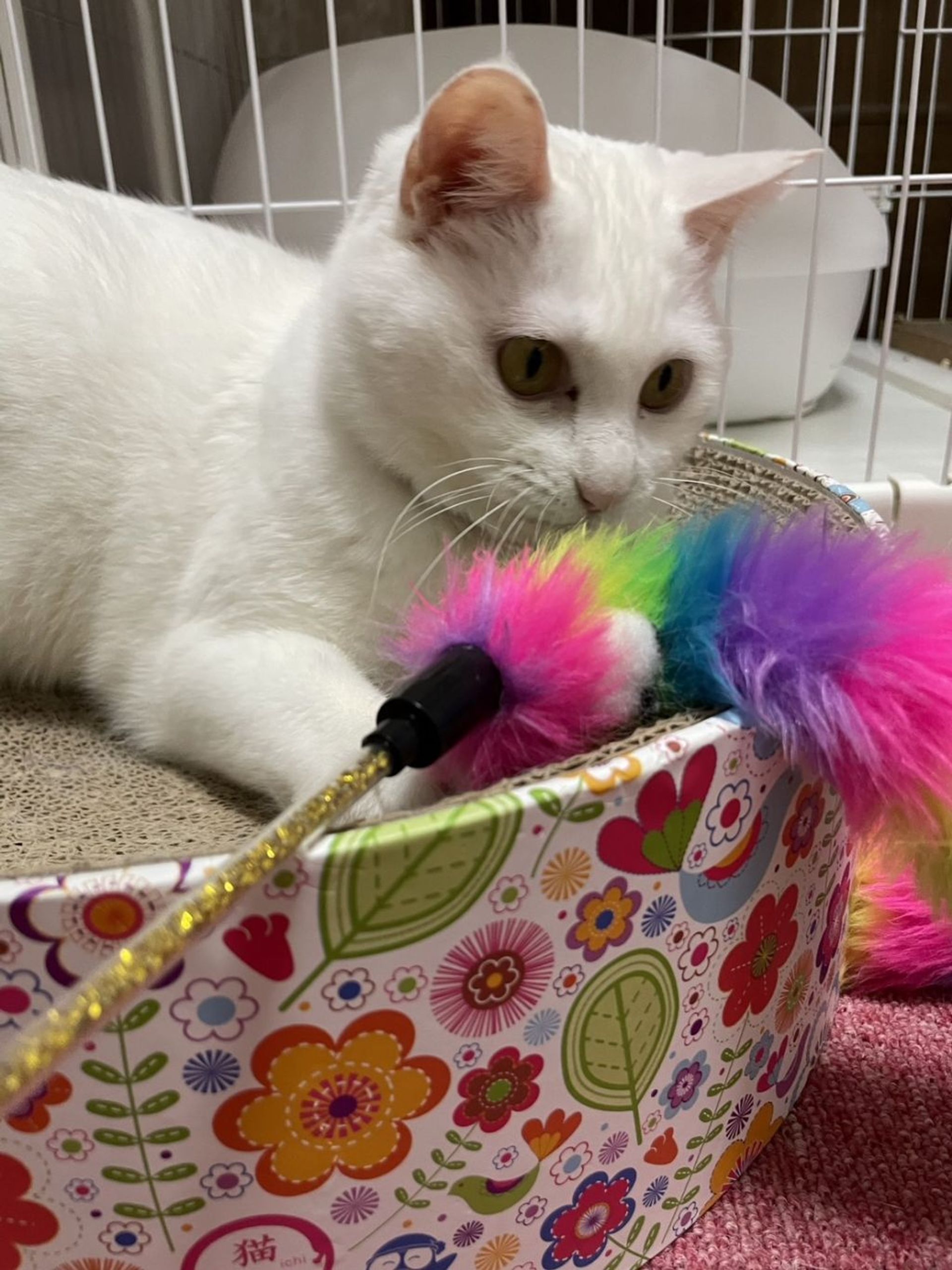 雑種（ミックス猫）・メスの里親募集の写真