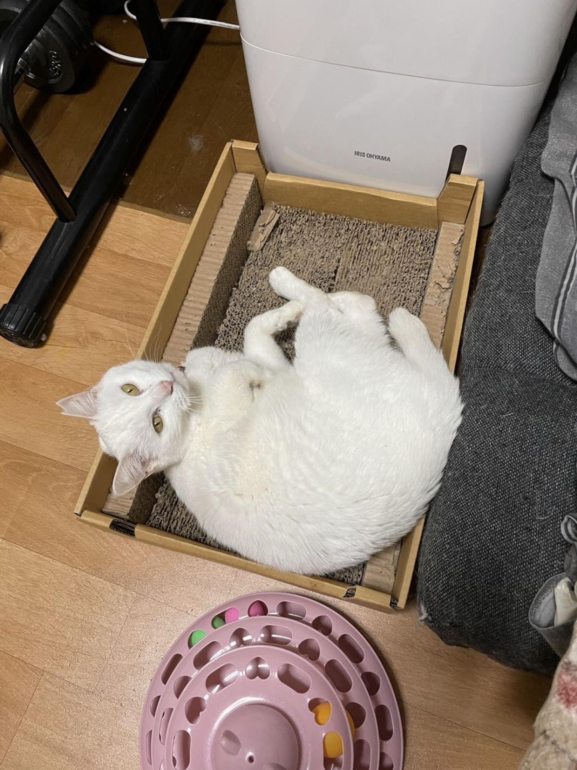 pet-image-2