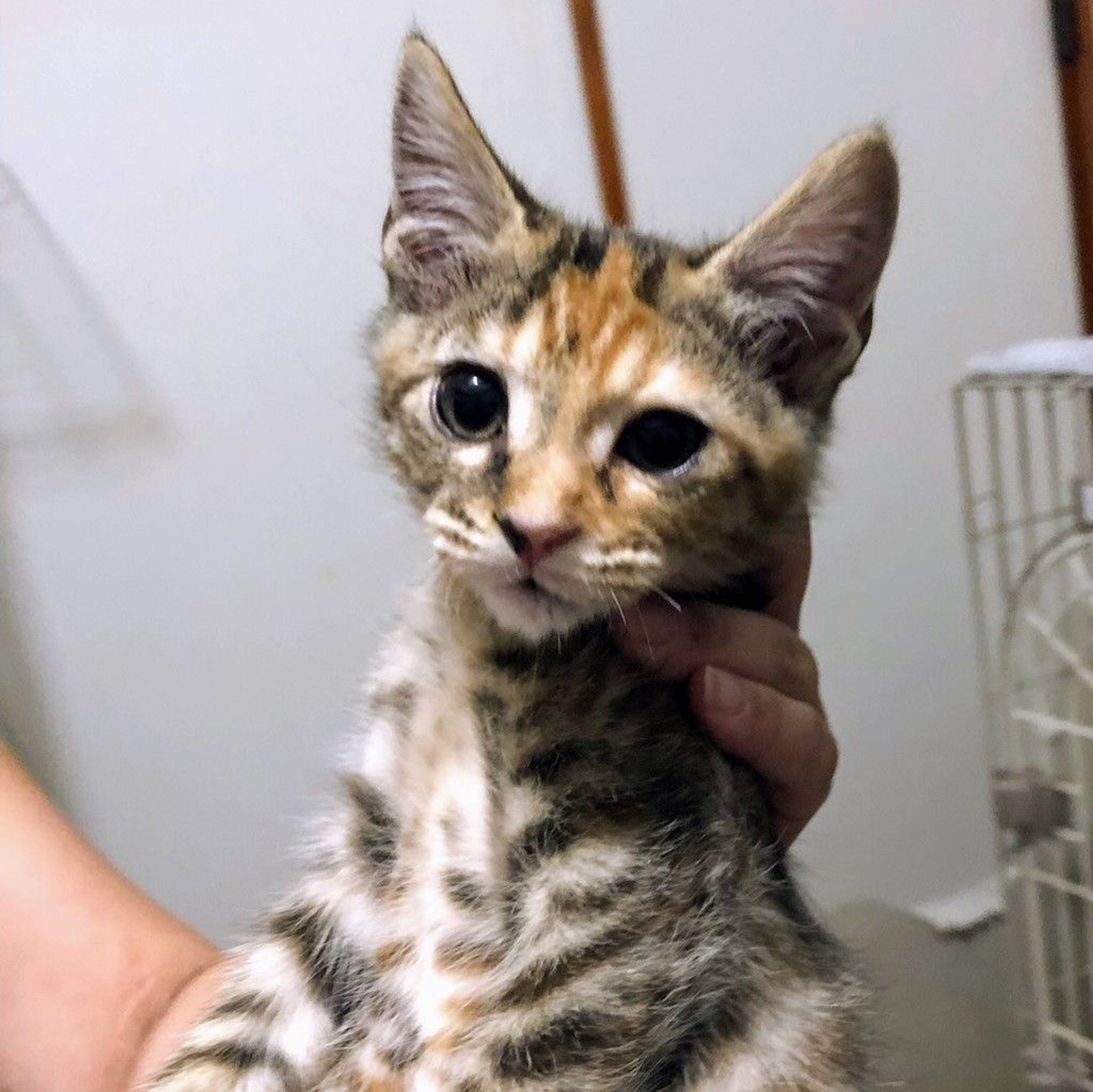 雑種（ミックス猫）・メスの里親募集の写真