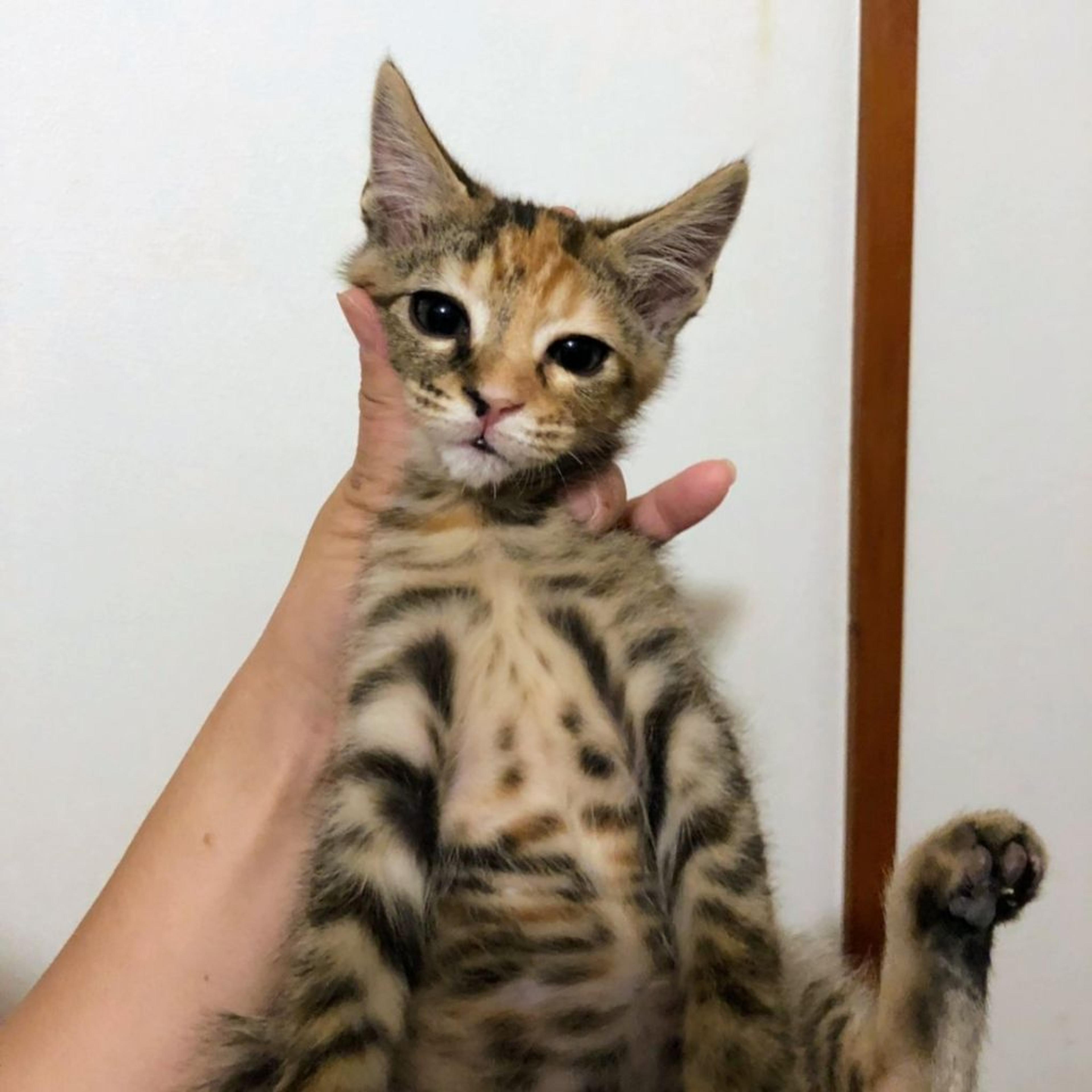 pet-image-2