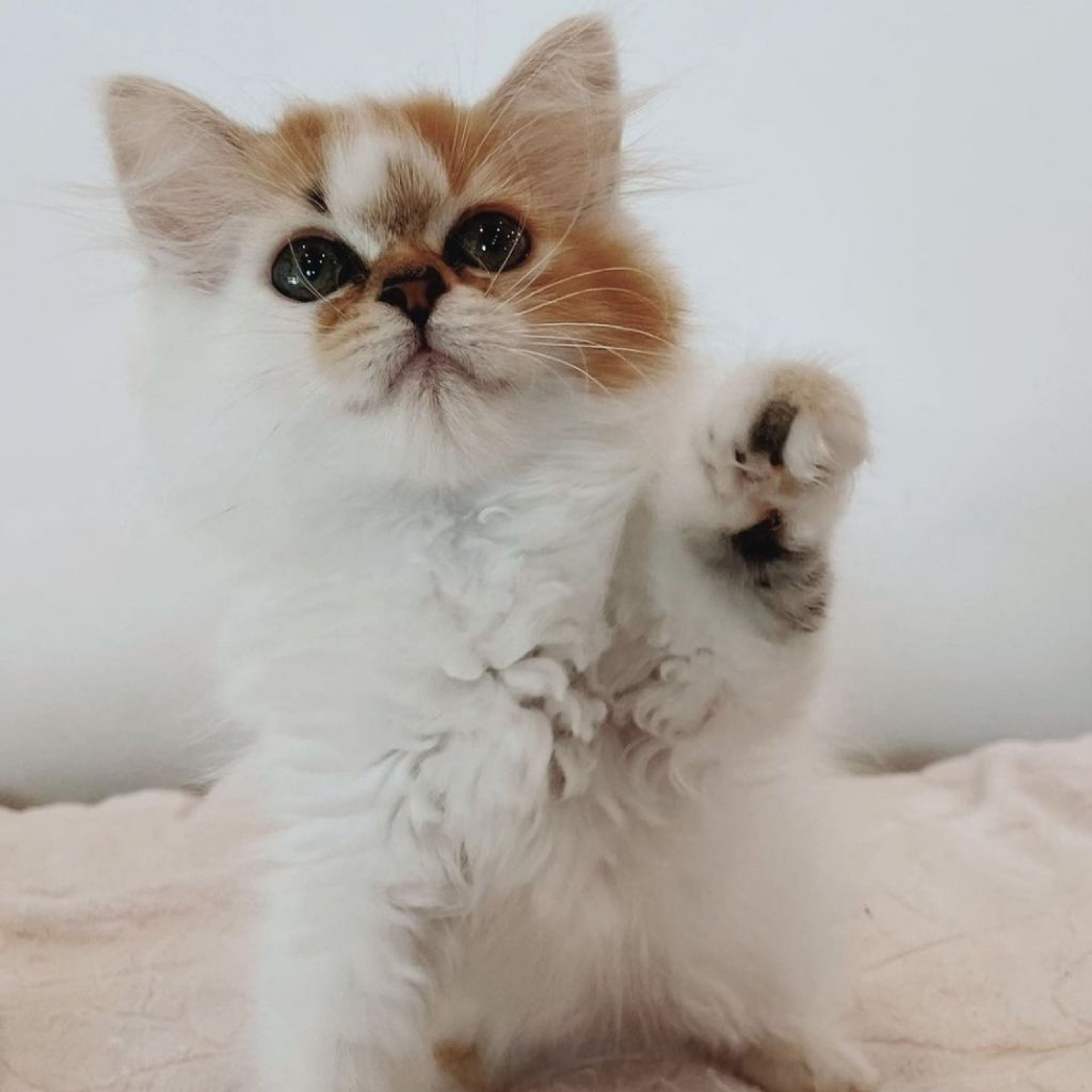 マンチカン・メスの里親募集の写真
