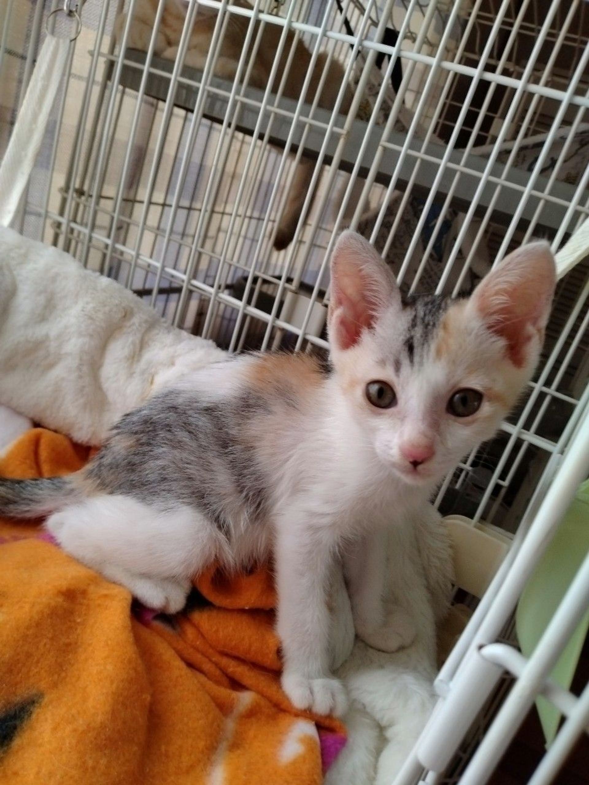 雑種（ミックス猫）・メスの里親募集の写真