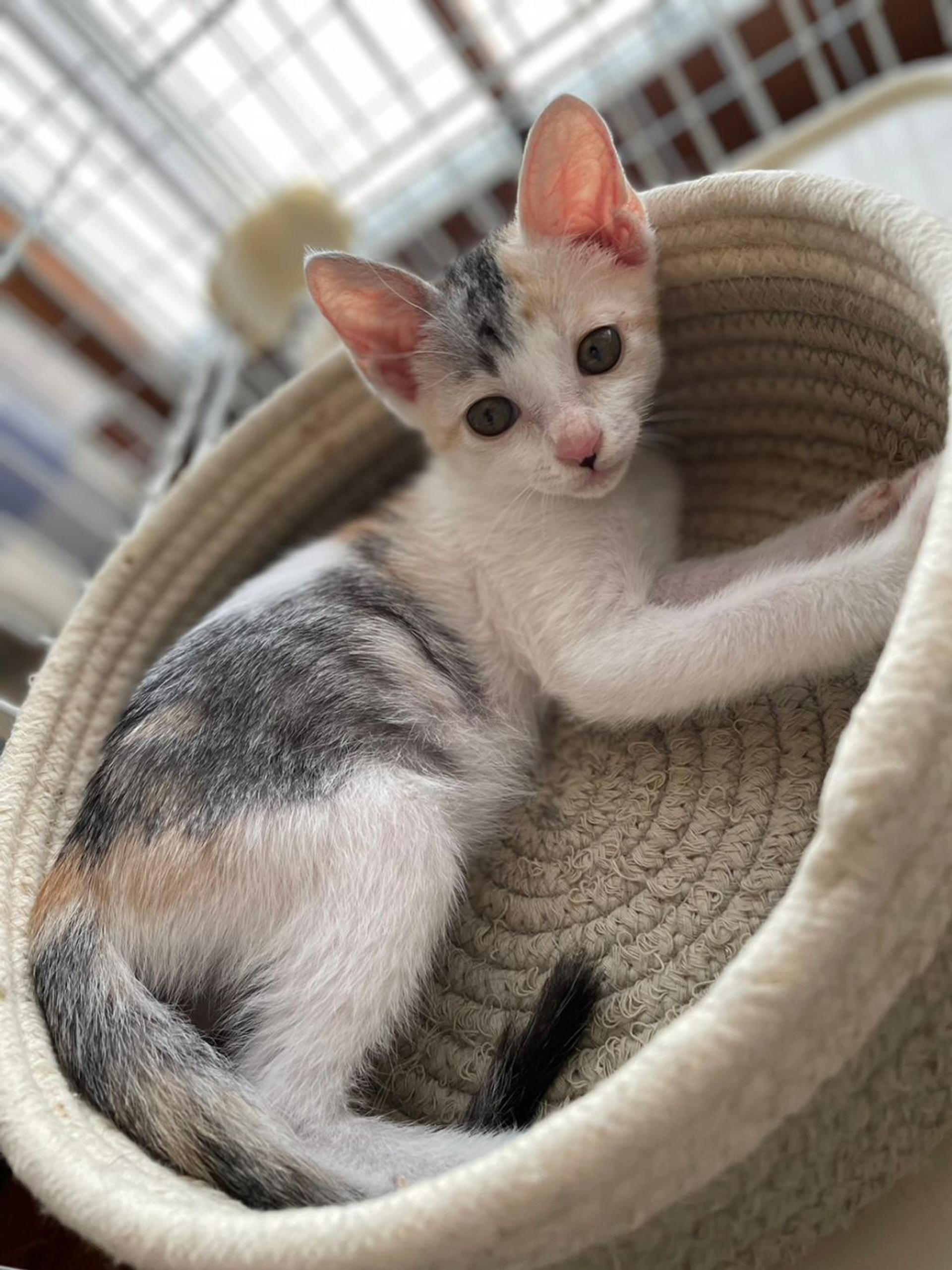 pet-image-3