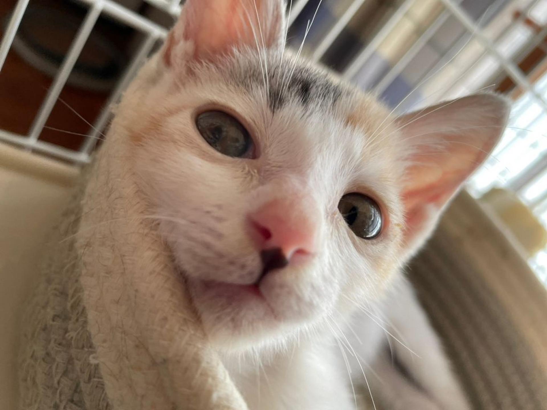 pet-image-8