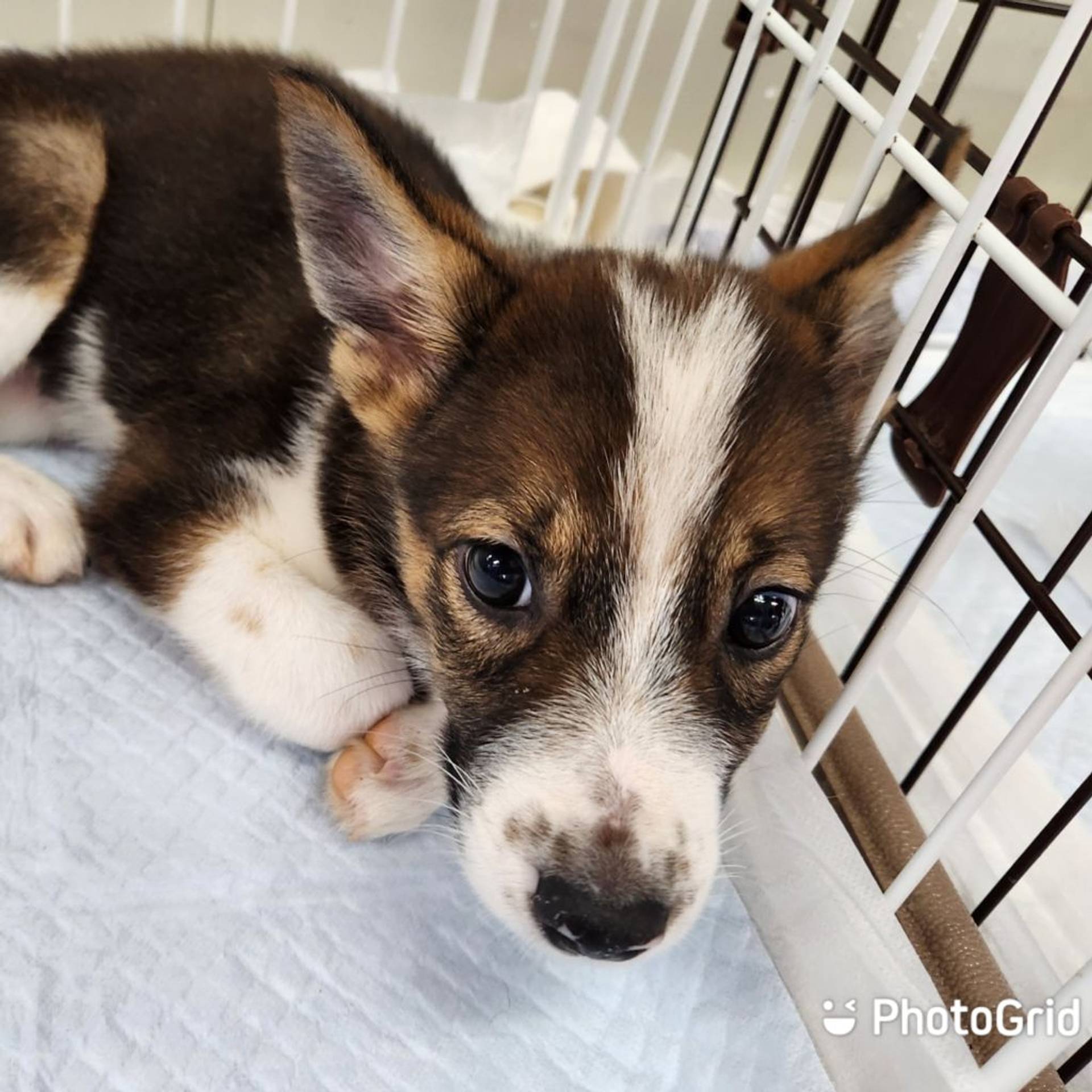 雑種（ミックス犬）・メスの里親募集の写真