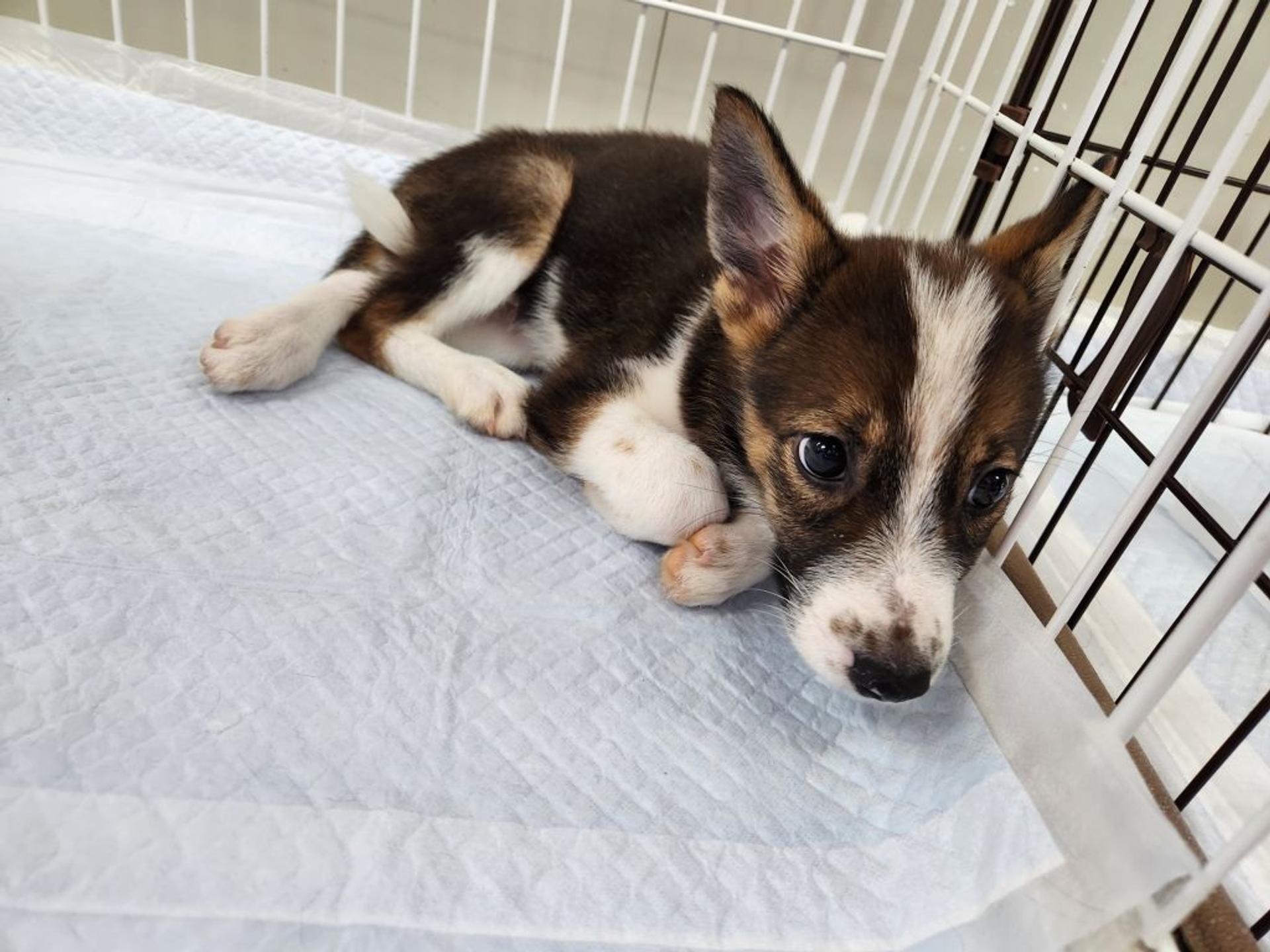 pet-image-2