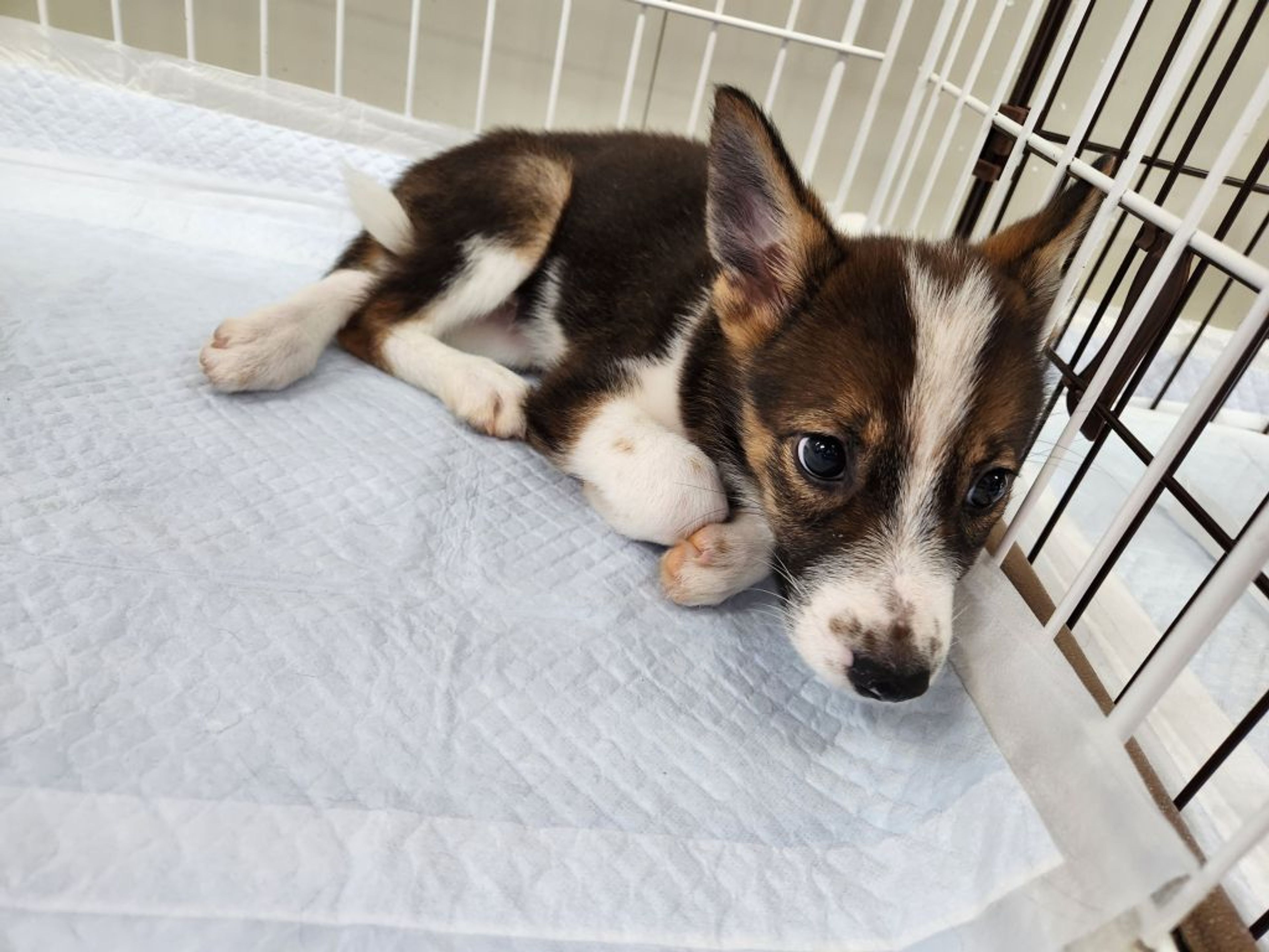 pet-image-2