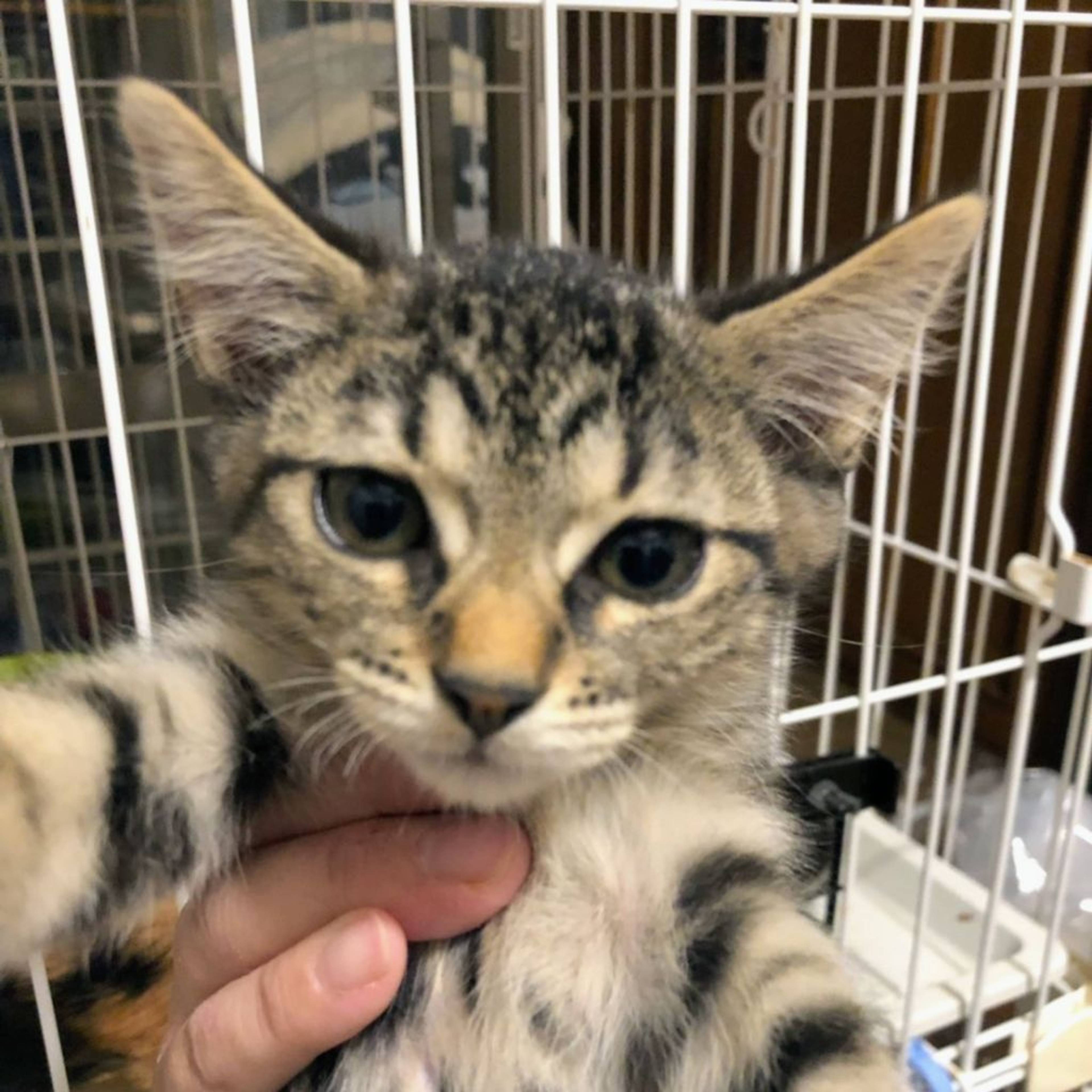 雑種（ミックス猫）・メスの里親募集の写真