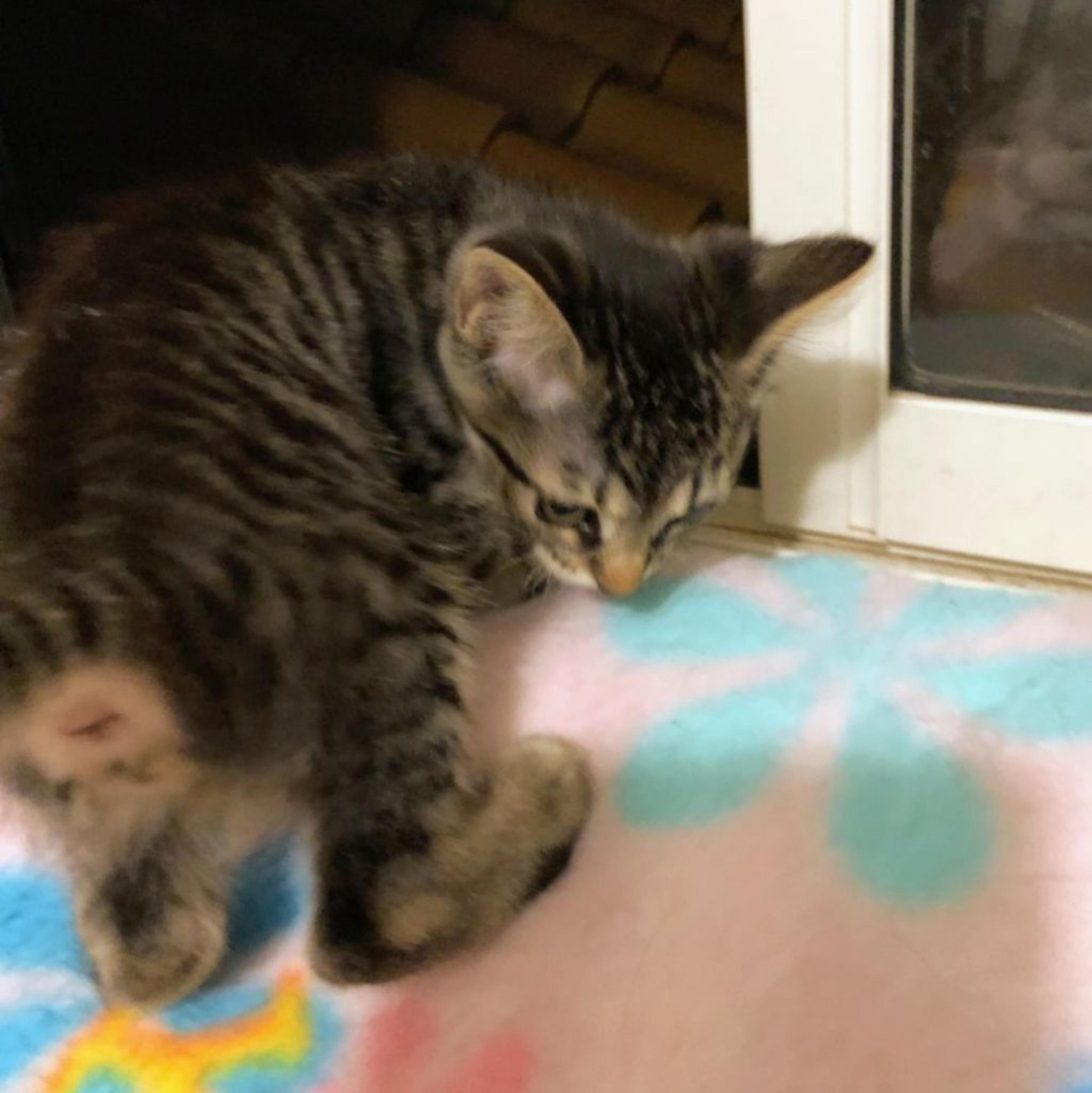 pet-image-2