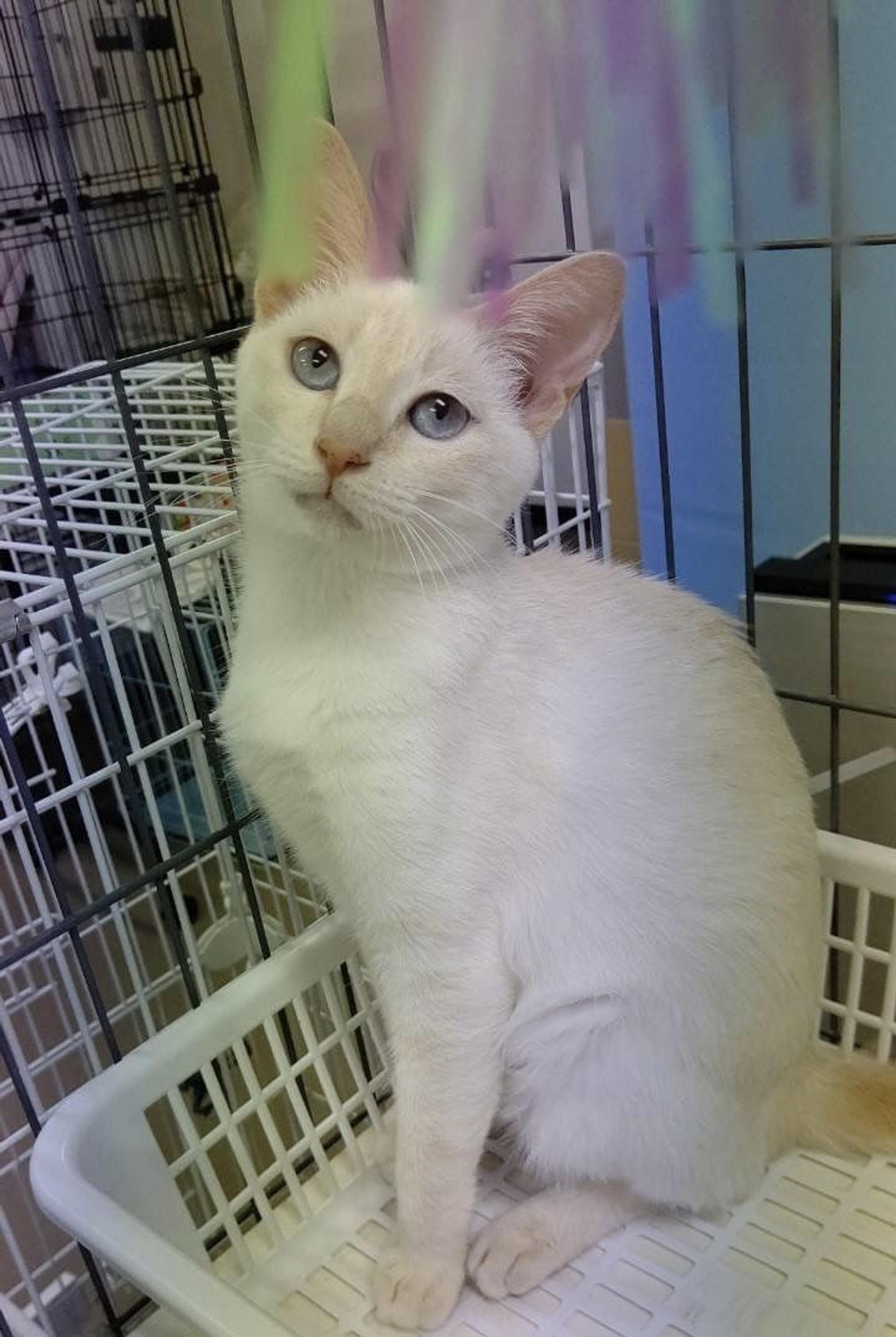 pet-image-3