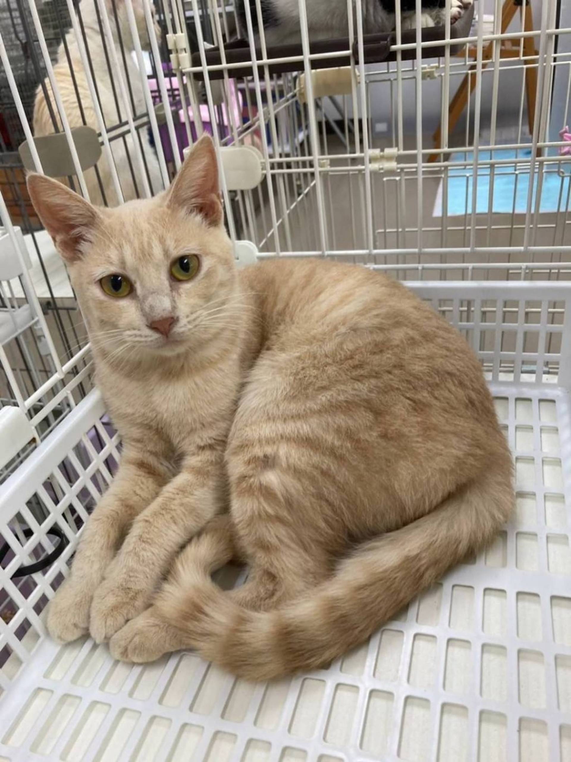 雑種（ミックス猫）・メスの里親募集の写真