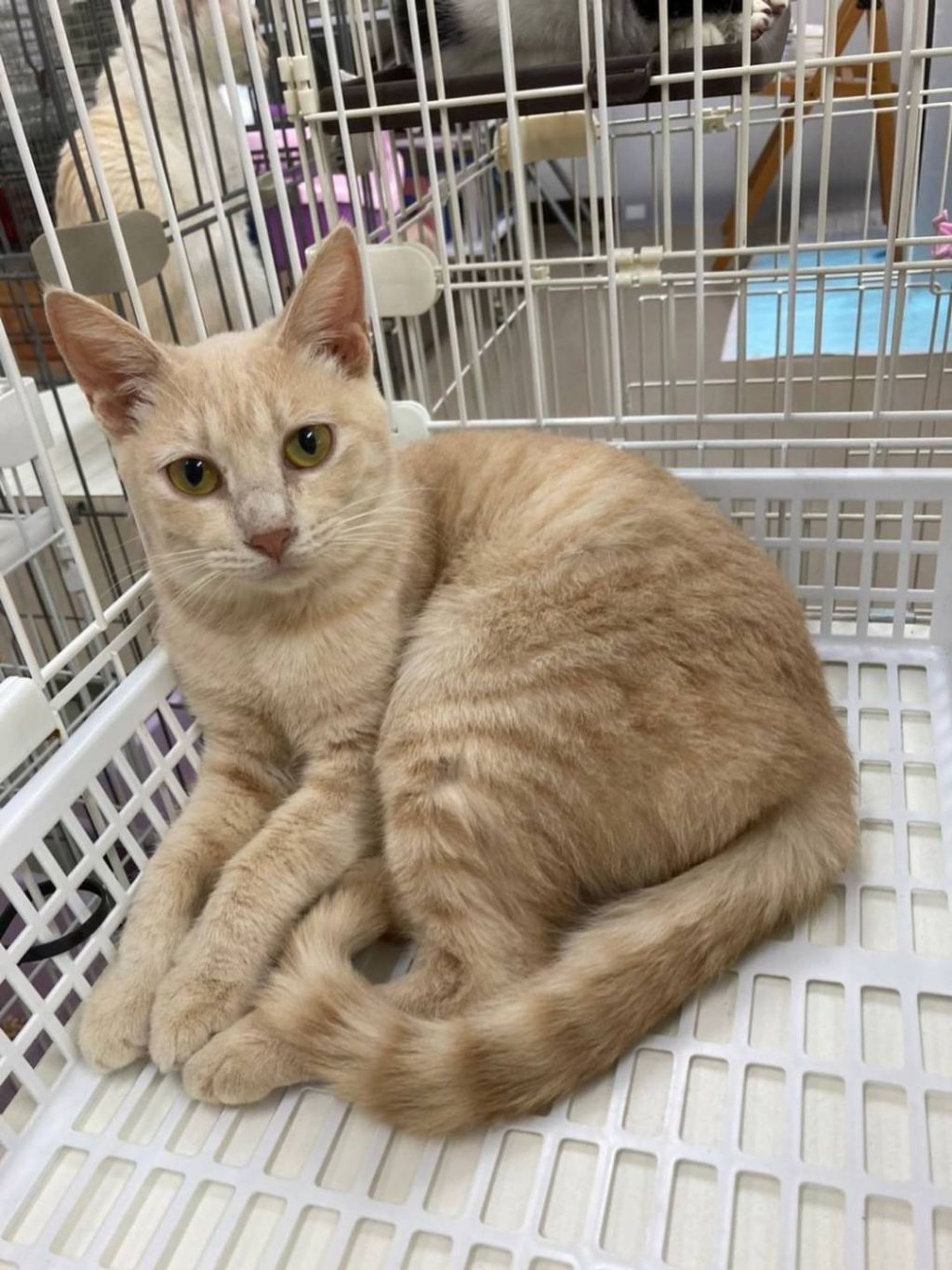 雑種（ミックス猫）・メスの里親募集の写真