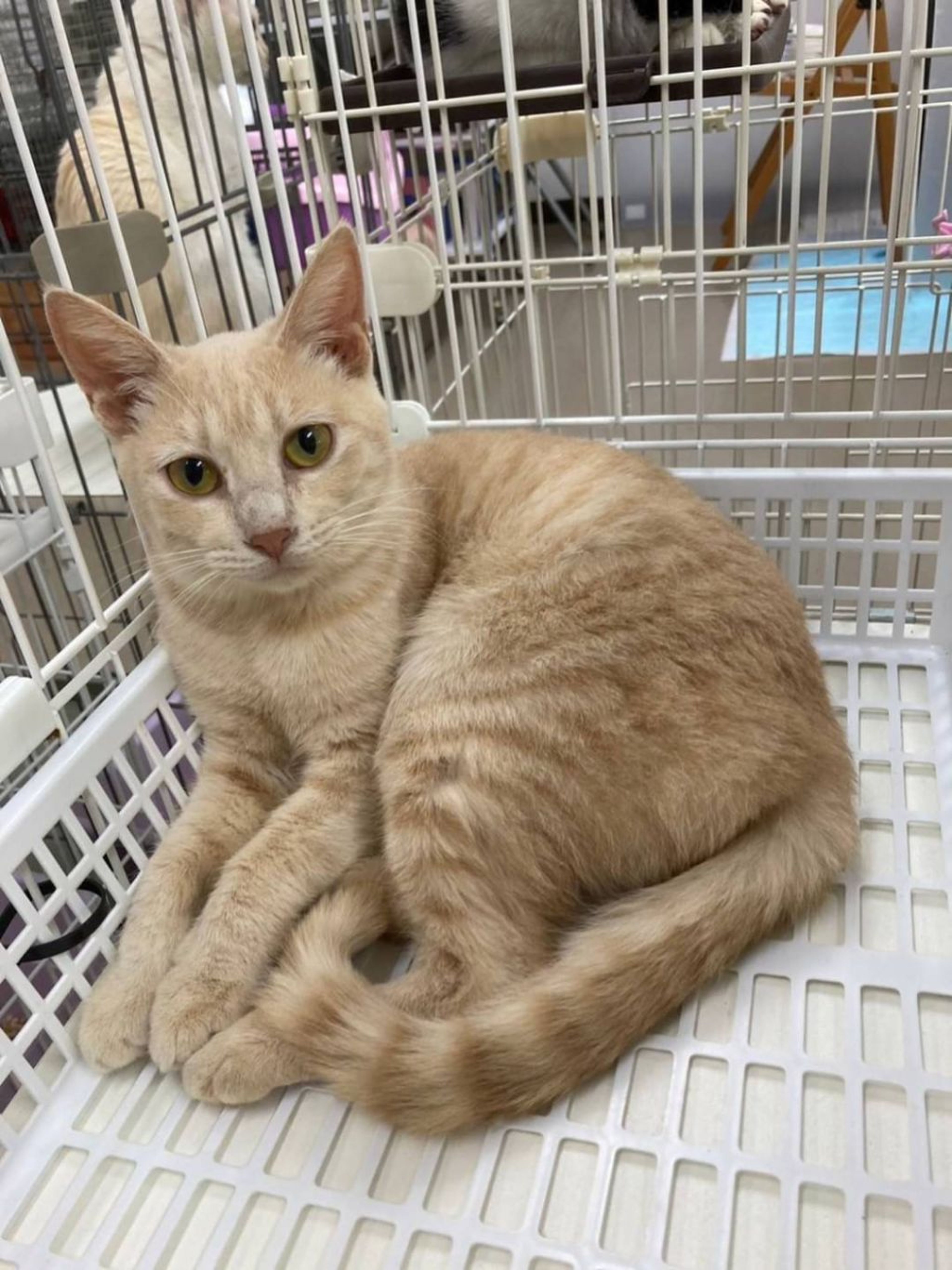 雑種（ミックス猫）・メスの里親募集の写真