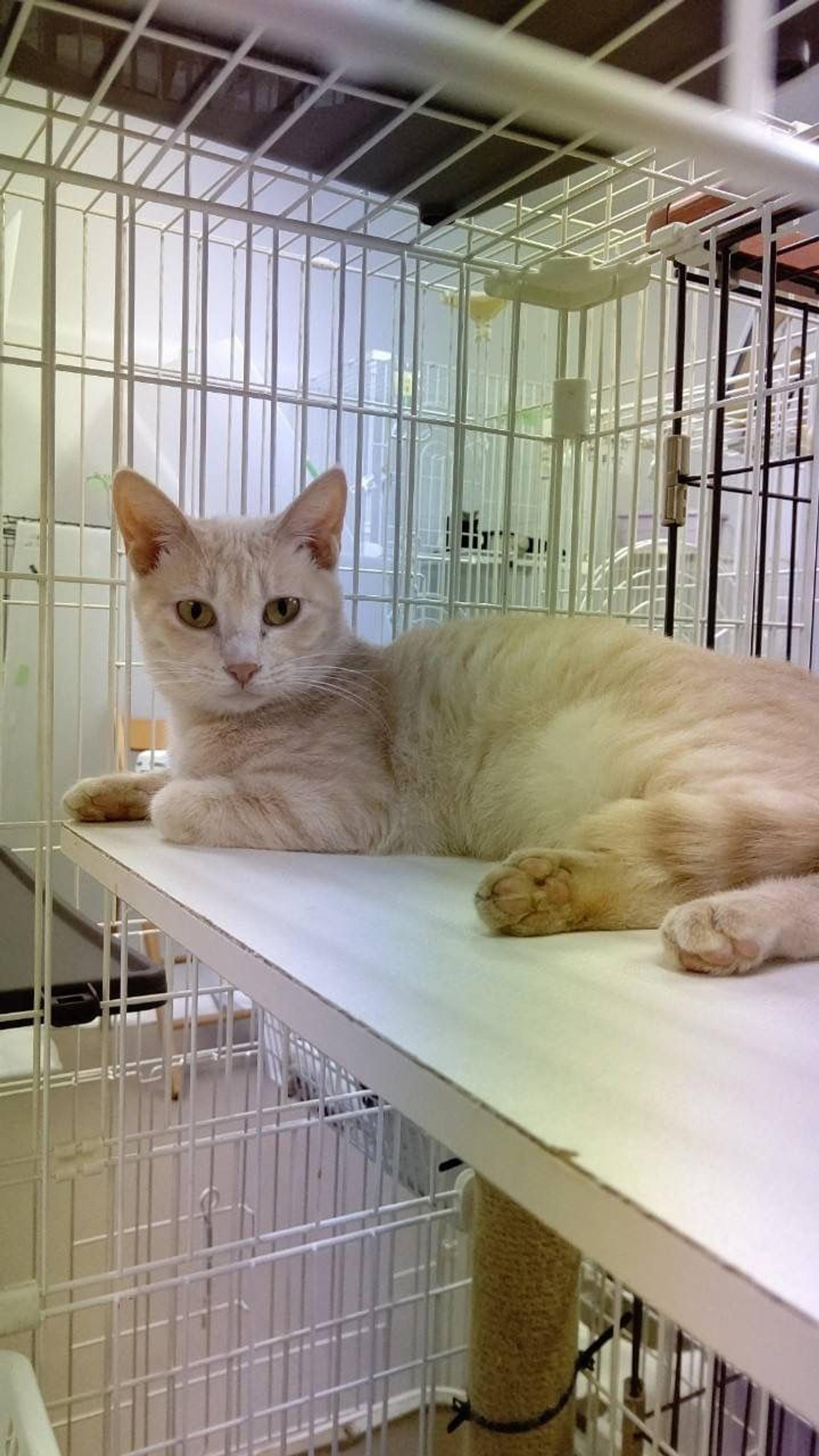pet-image-2