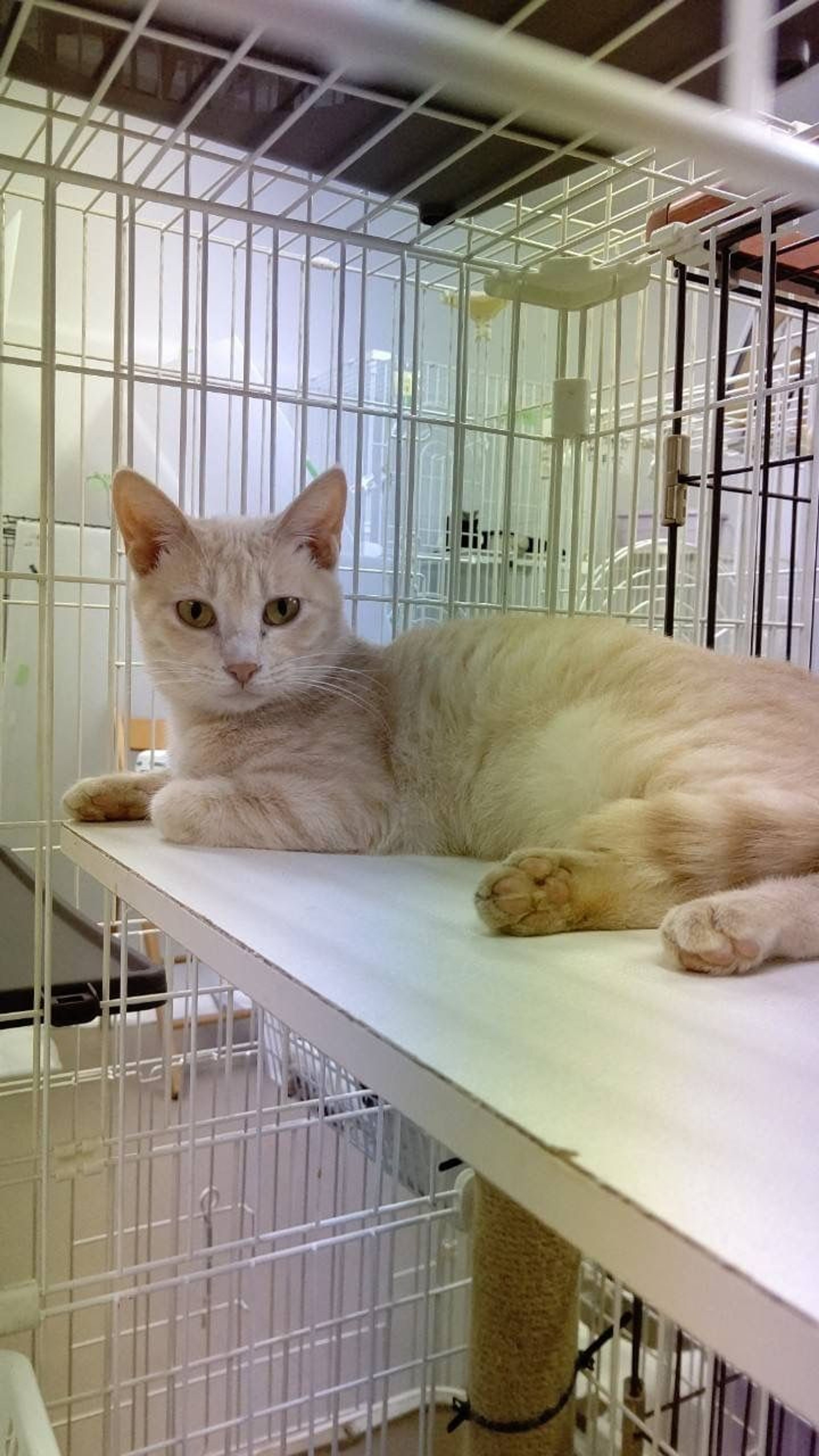 pet-image-2