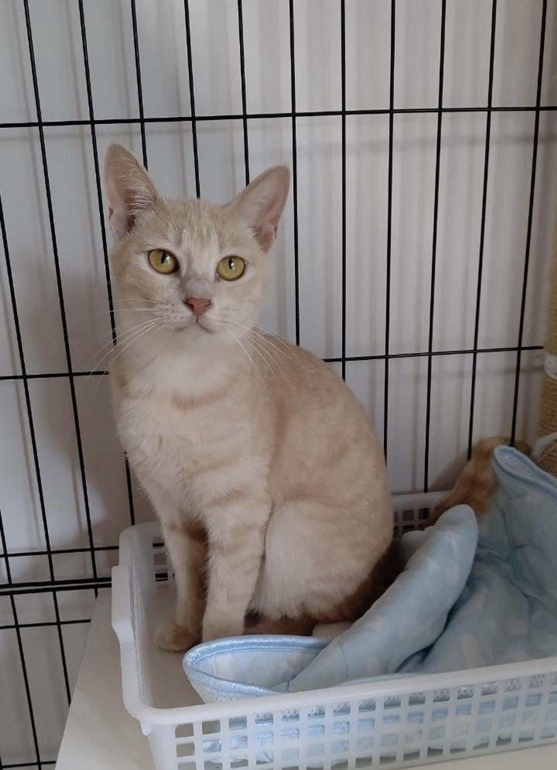 pet-image-4