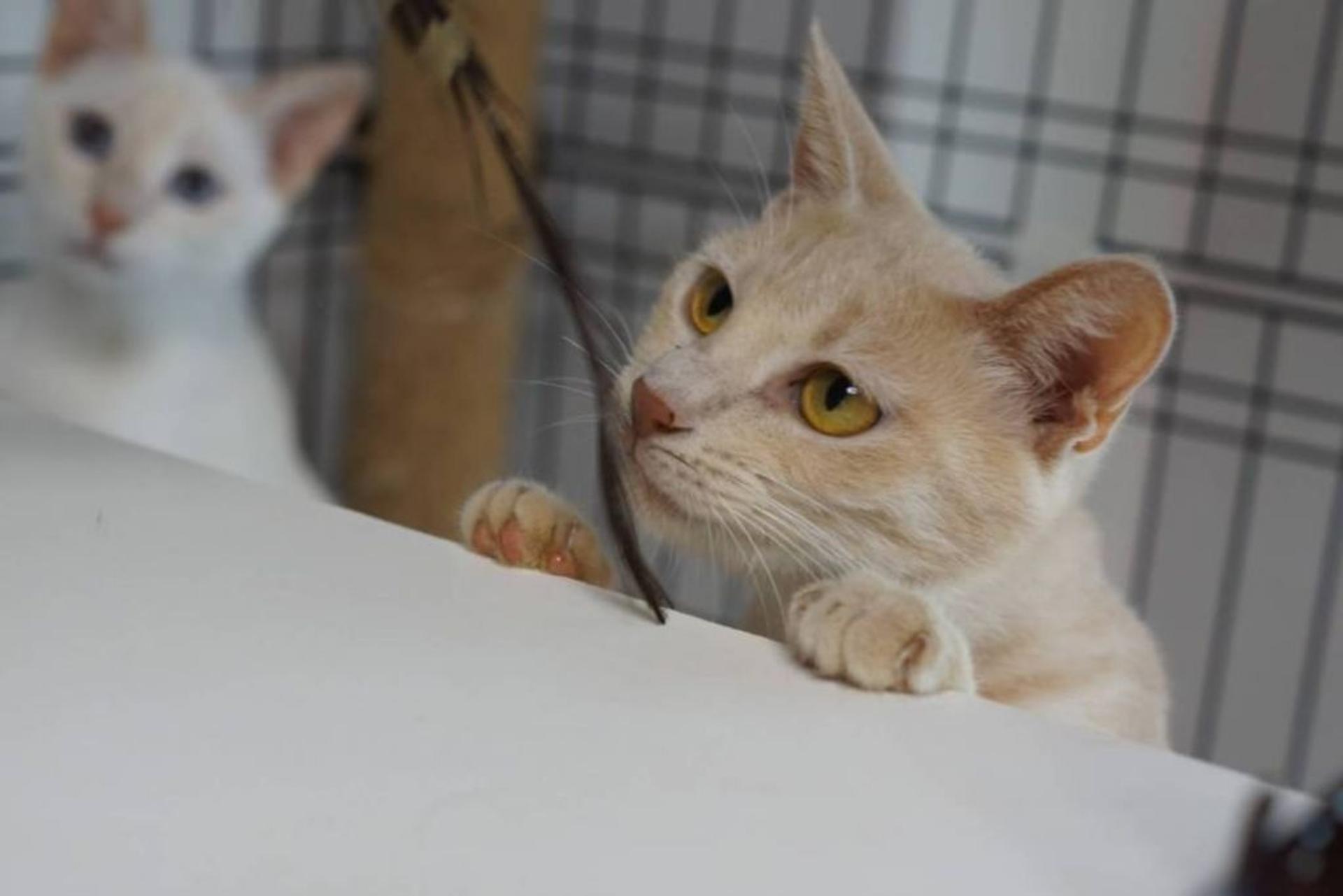 pet-image-8