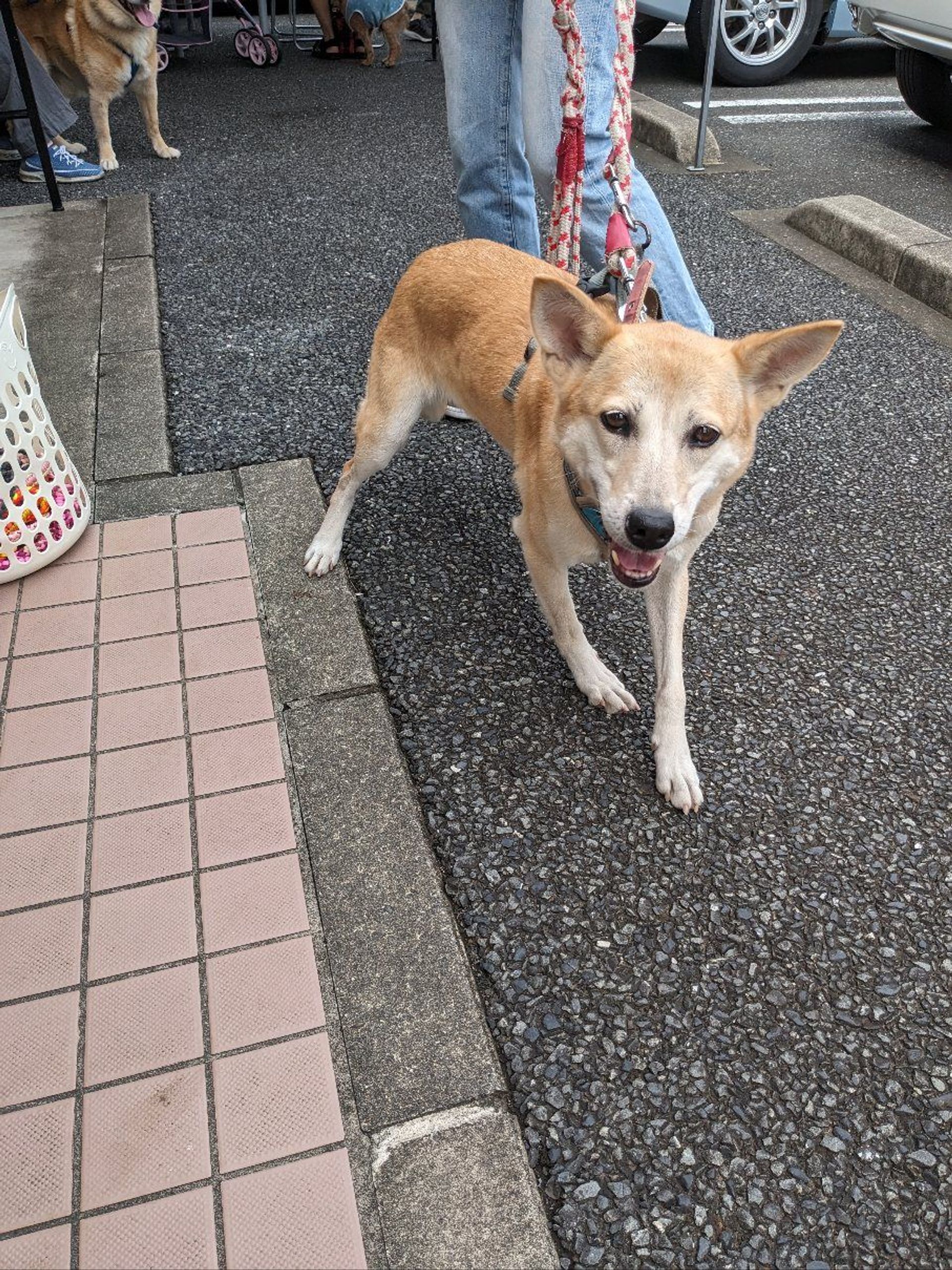 雑種（ミックス犬）・メスの里親募集の写真