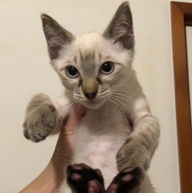 タランの写真