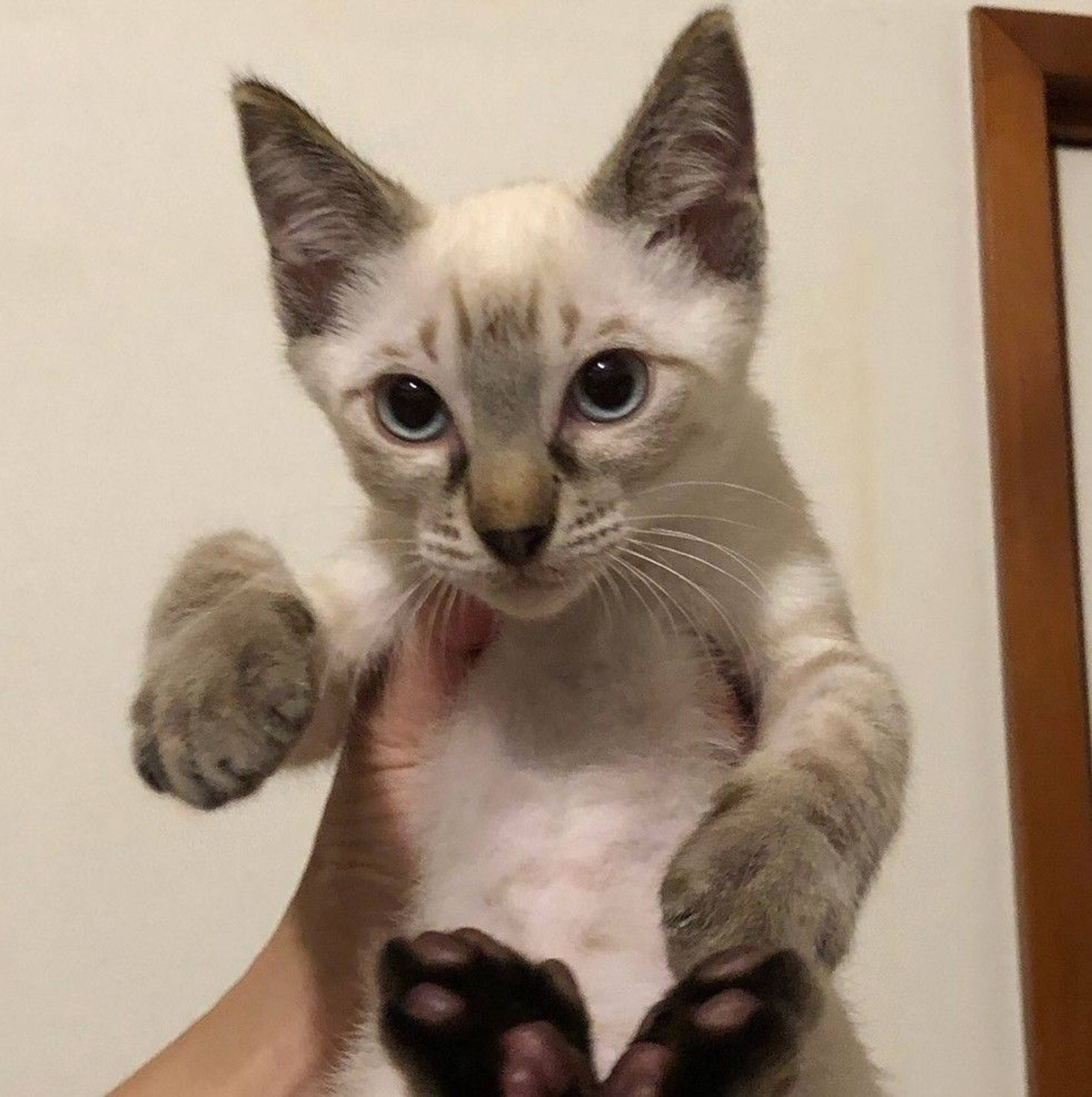 雑種（ミックス猫）・オスの里親募集の写真