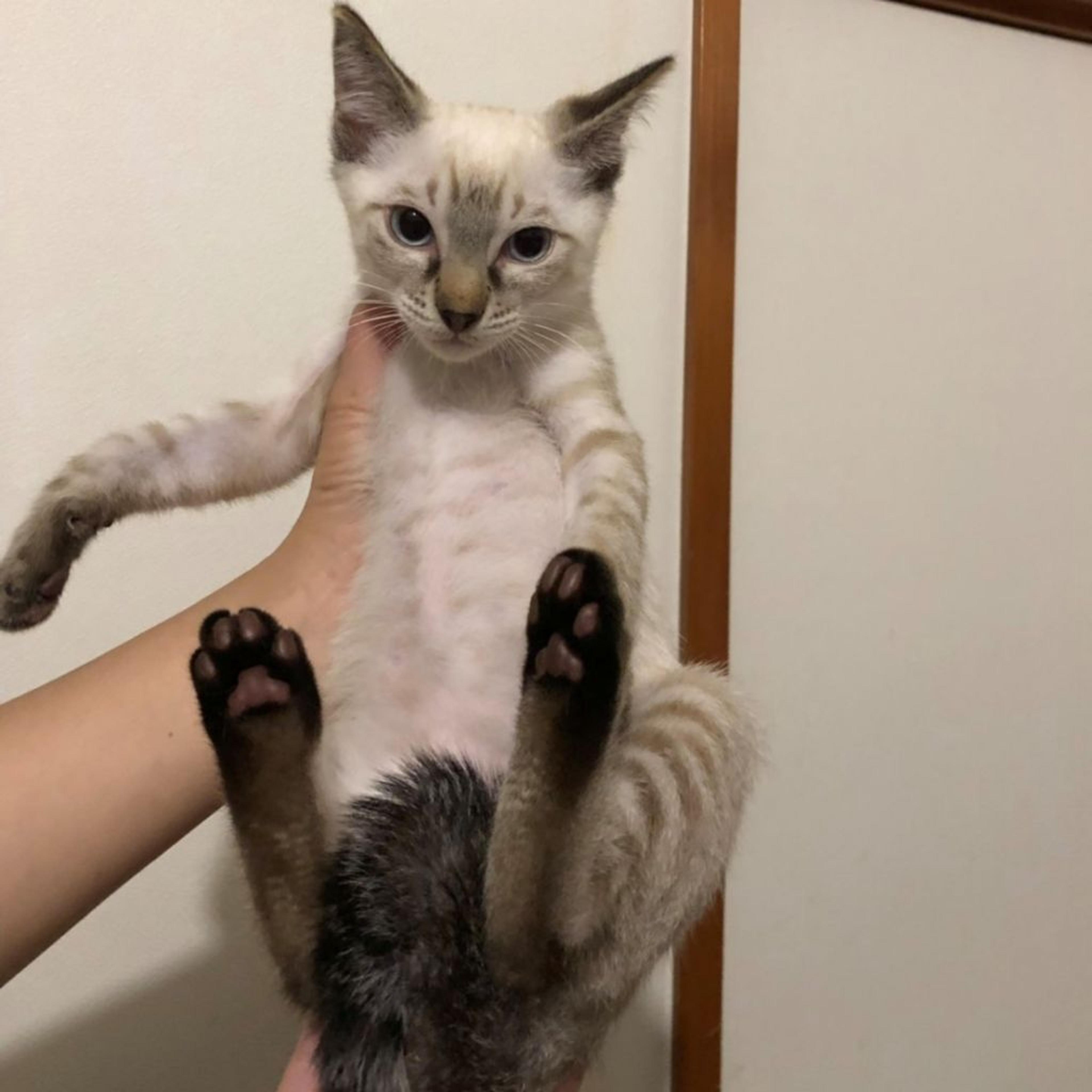pet-image-2