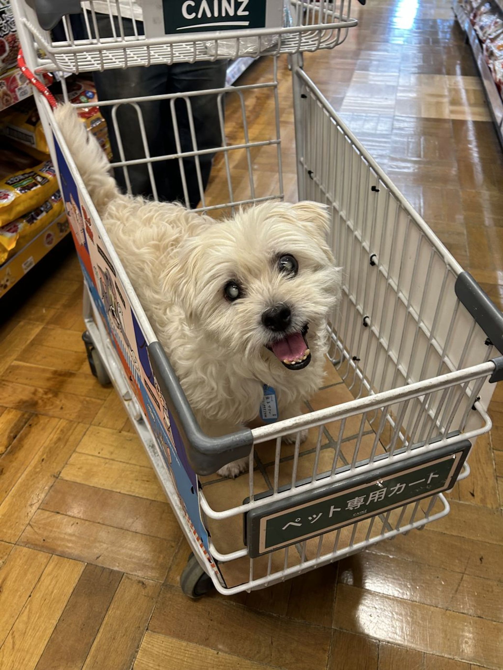 雑種（ミックス犬）・オスの里親募集の写真