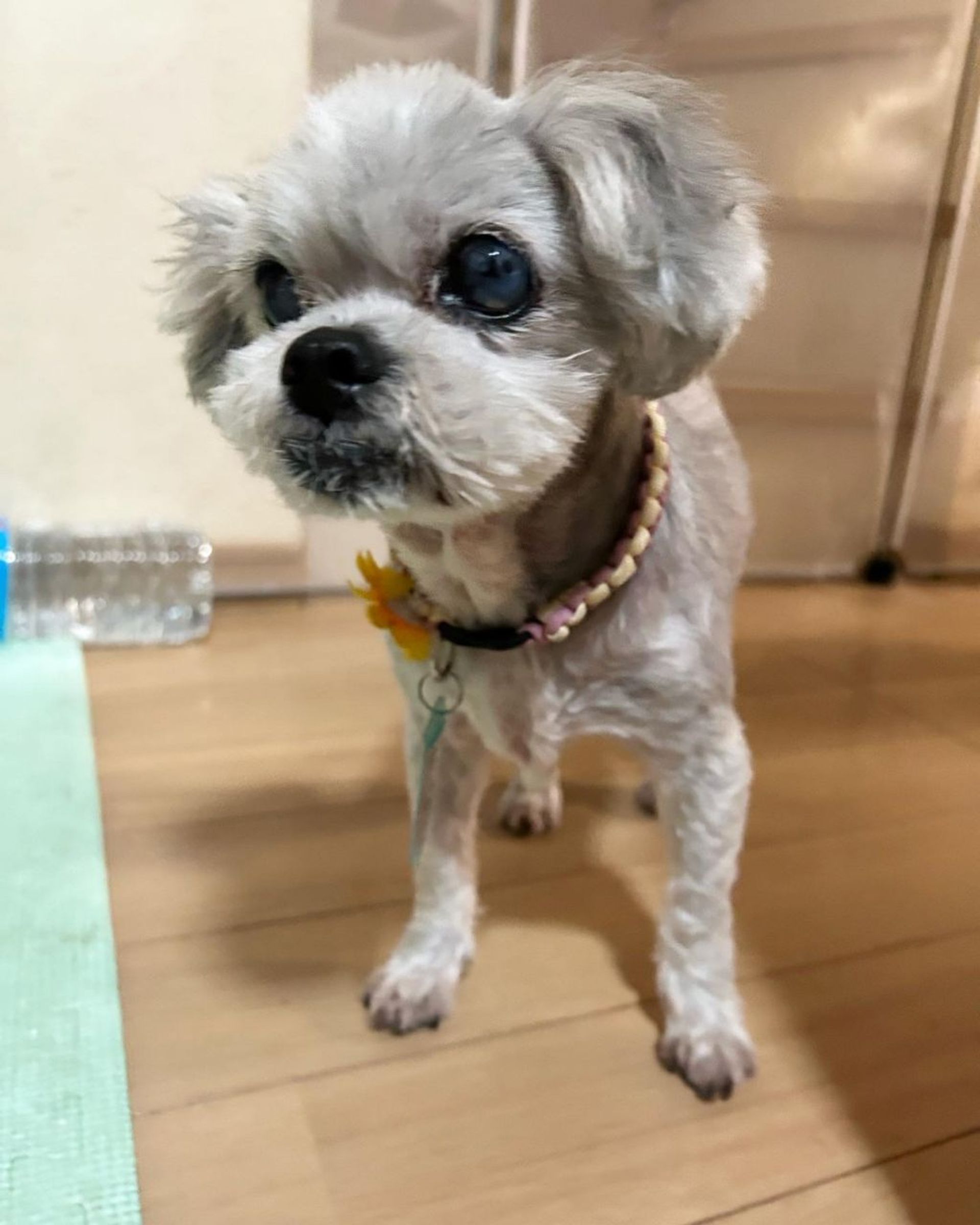 雑種（ミックス犬）・オスの里親募集の写真