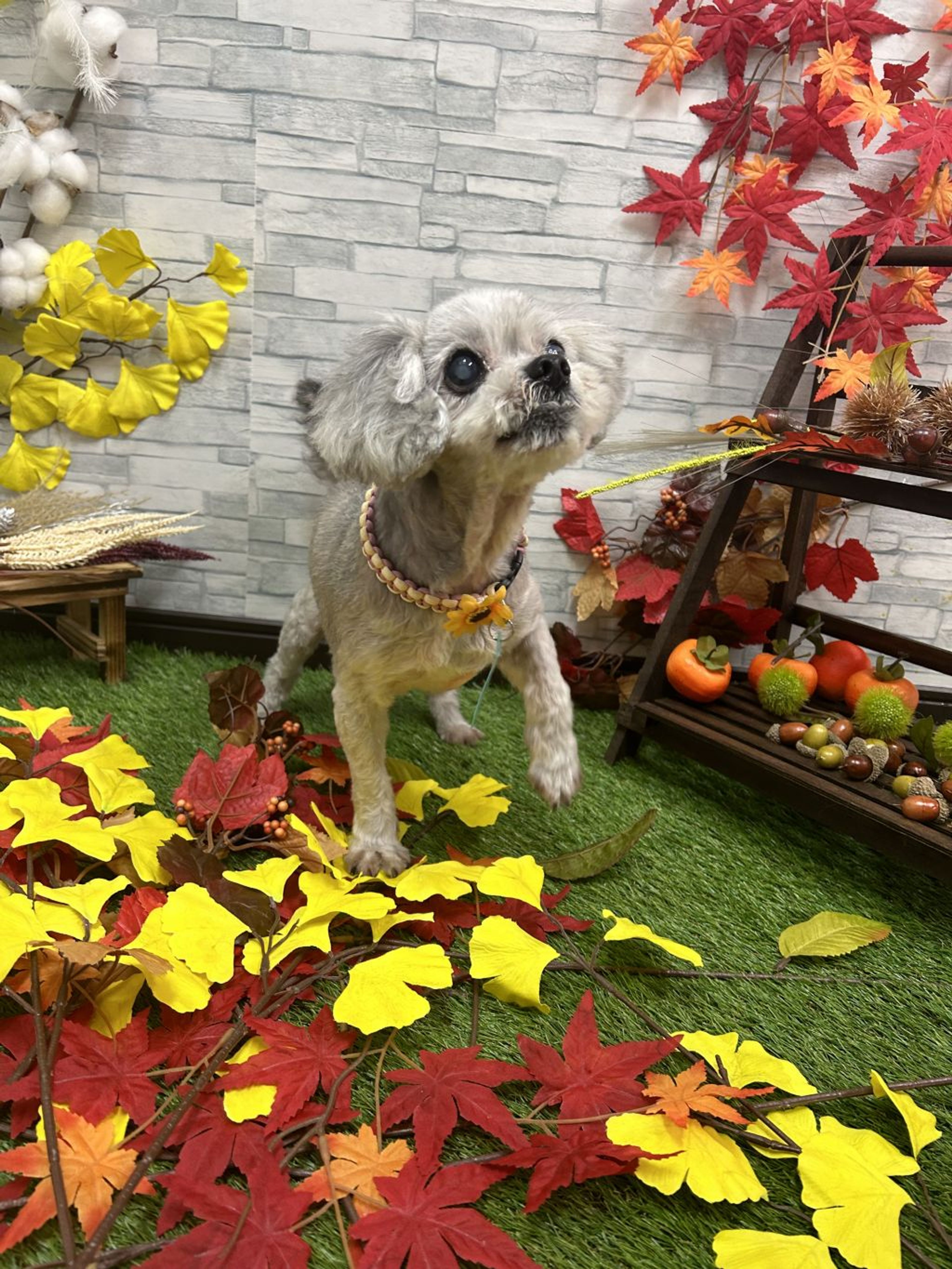 pet-image-2