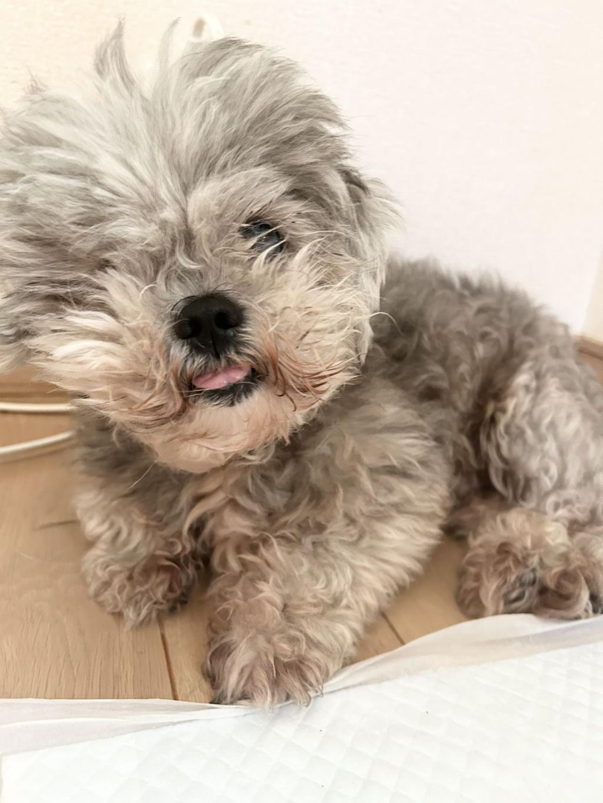 pet-image-3