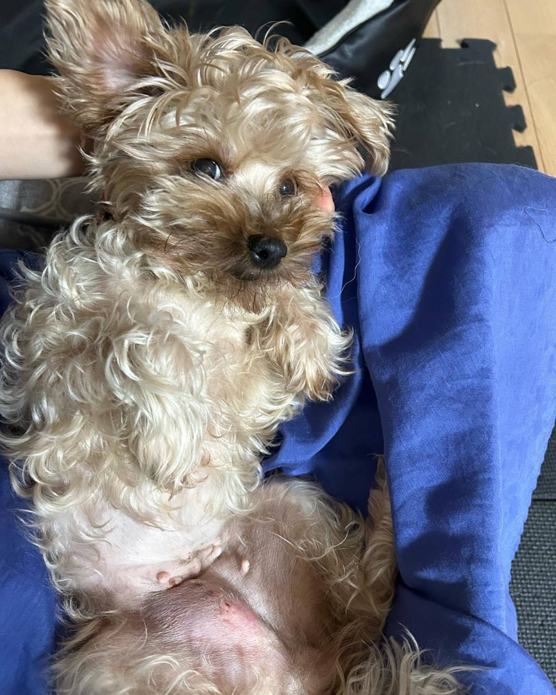 雑種（ミックス犬）・メスの里親募集の写真