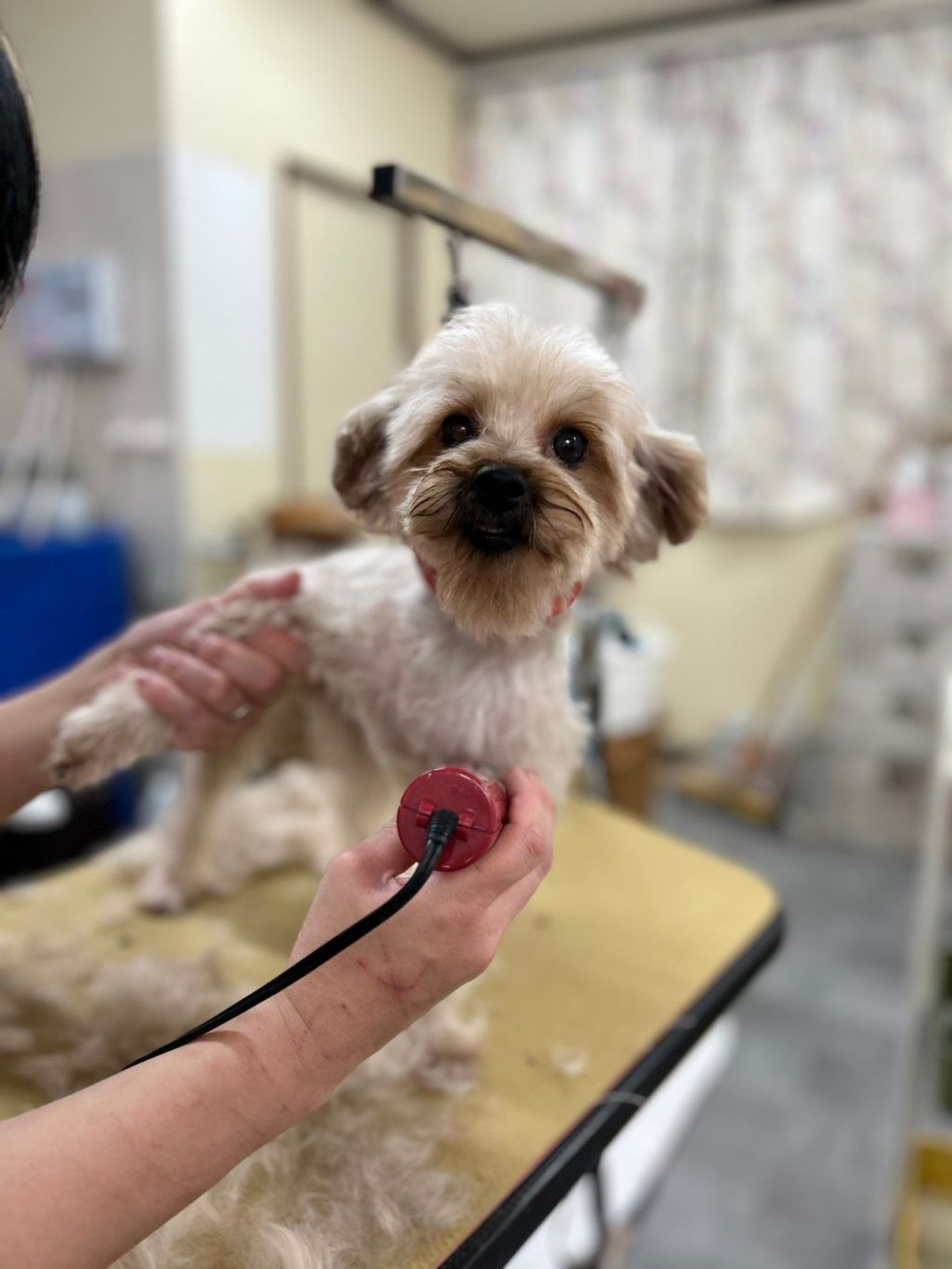 雑種（ミックス犬）・メスの里親募集の写真