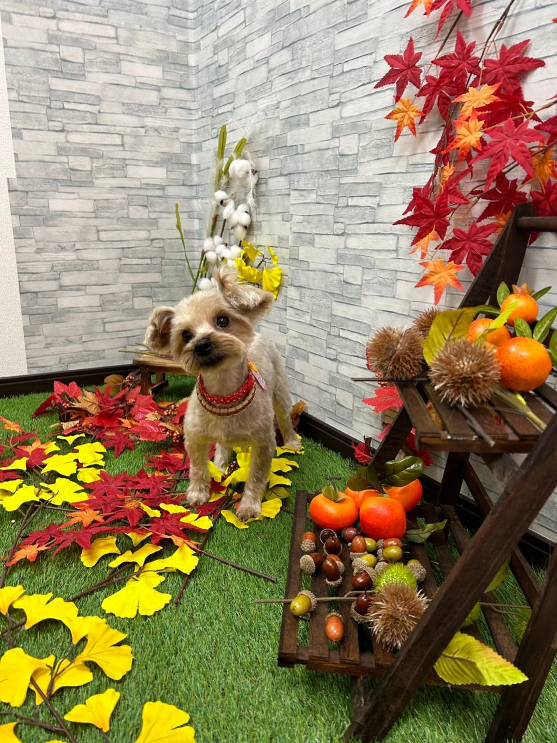 pet-image-4