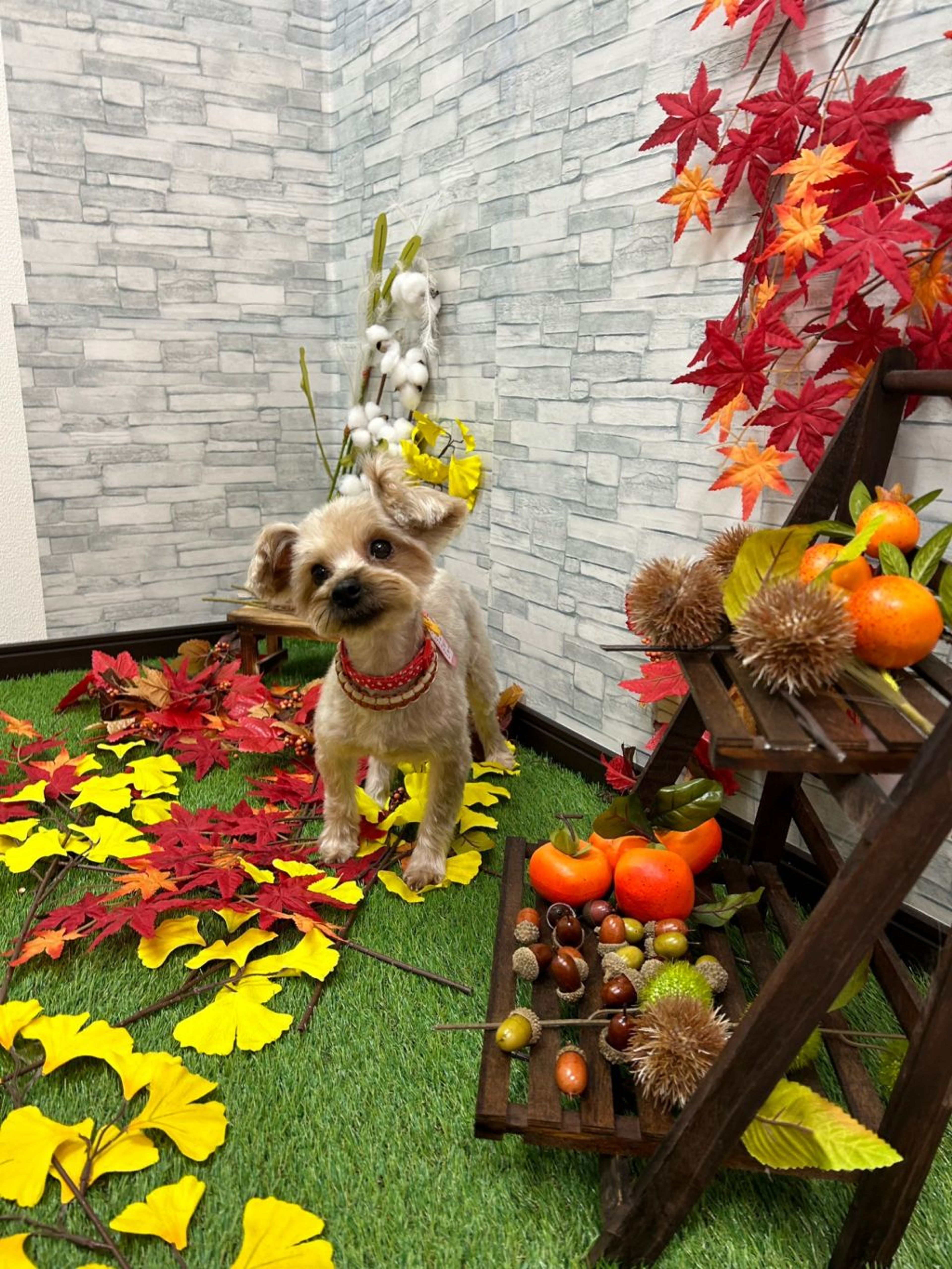 pet-image-4