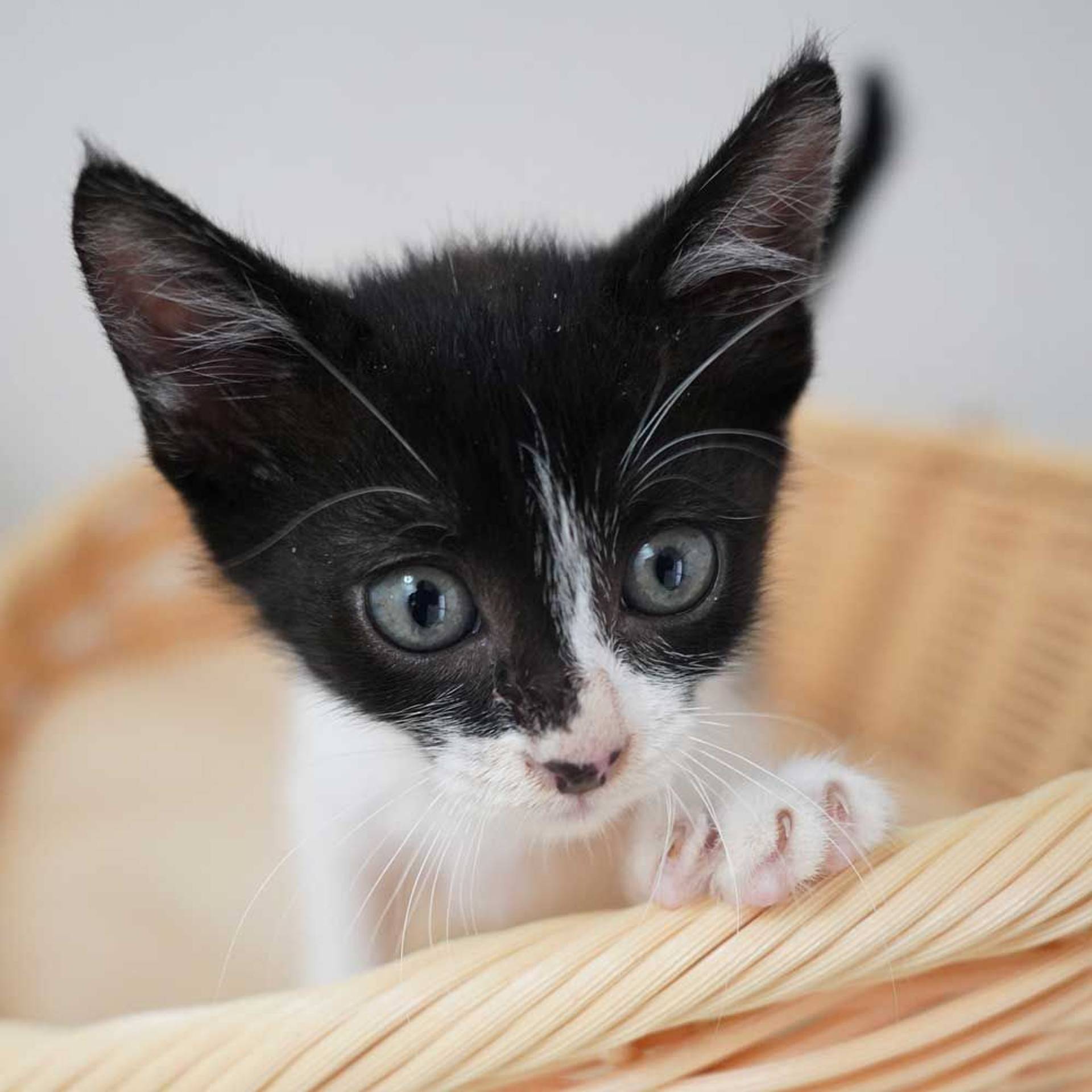 雑種（ミックス猫）・オスの里親募集の写真