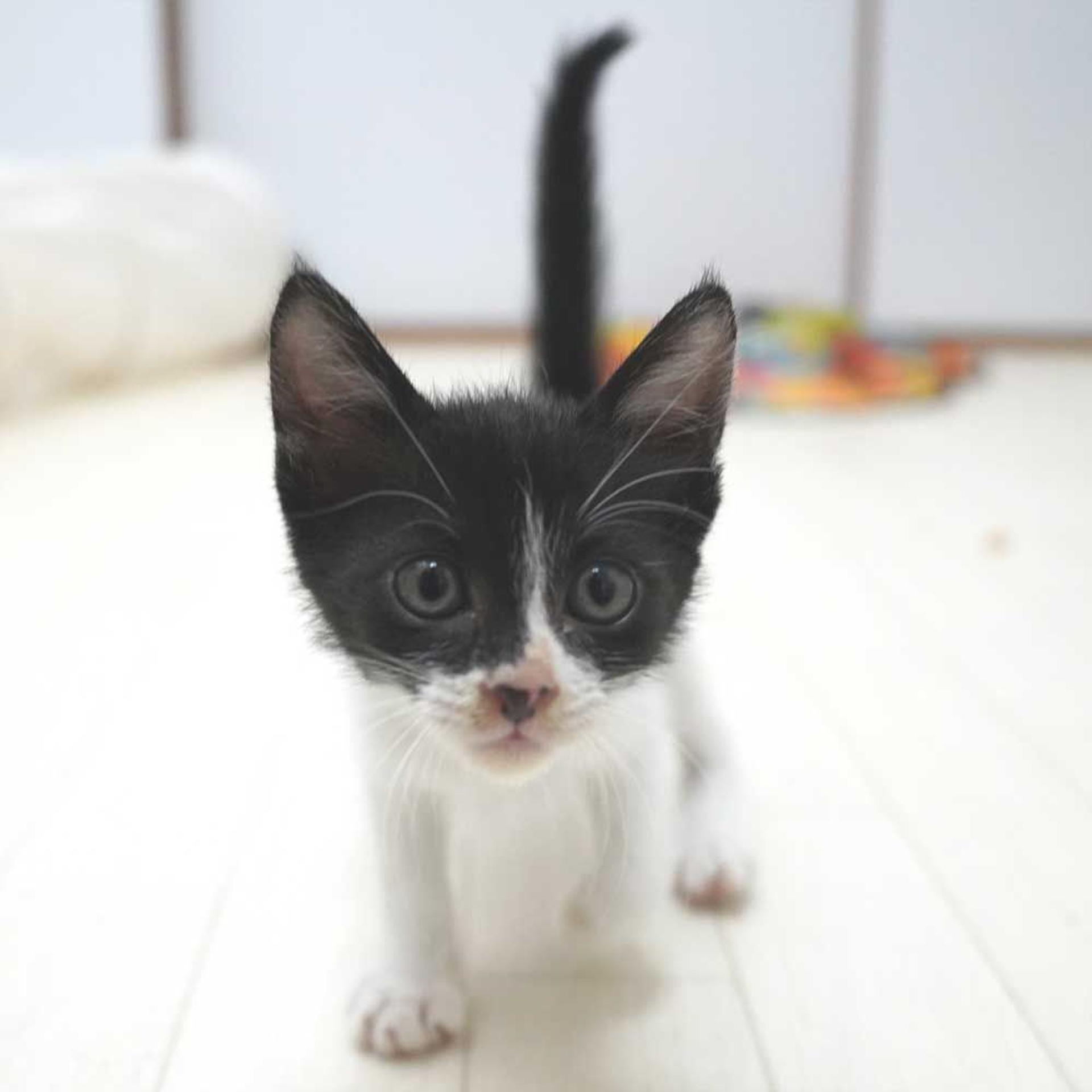 pet-image-3